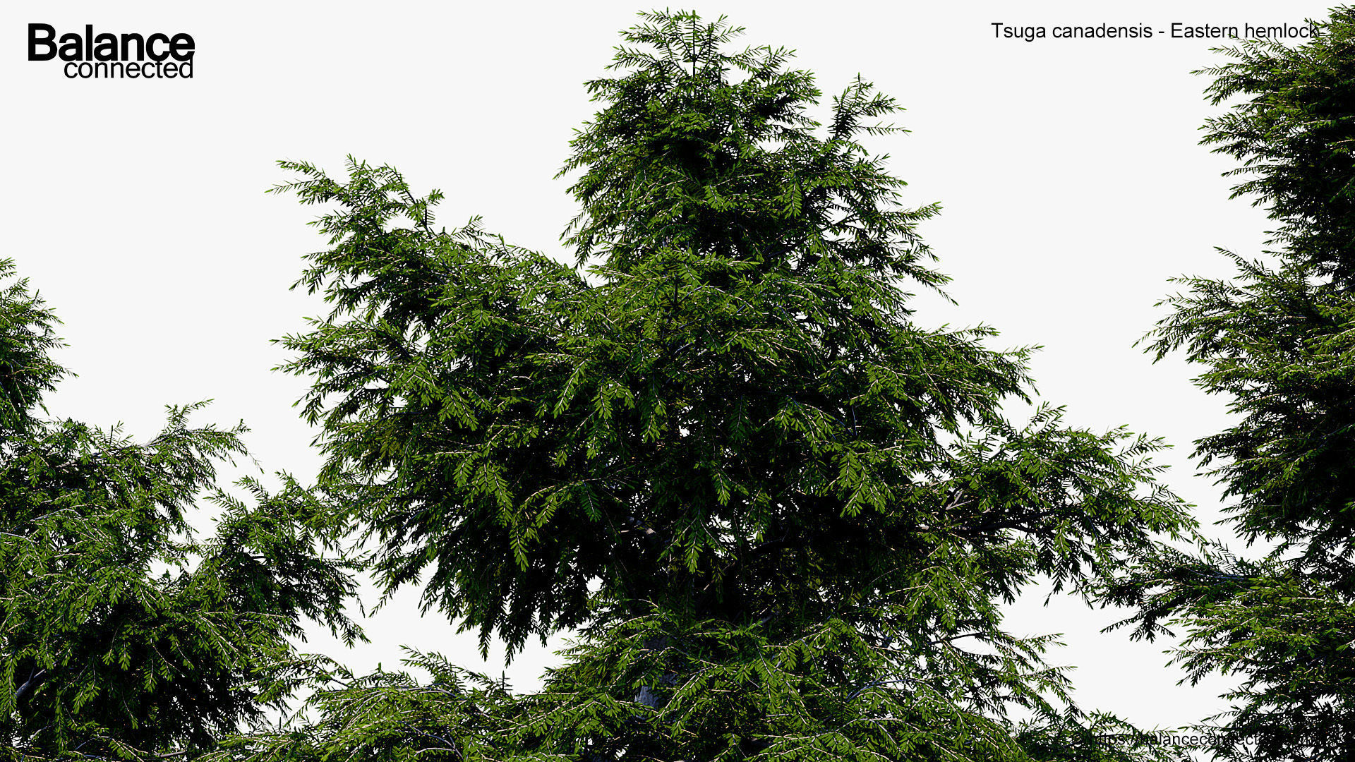 Tsuga canadensis Eastern hemlock 3D model_4