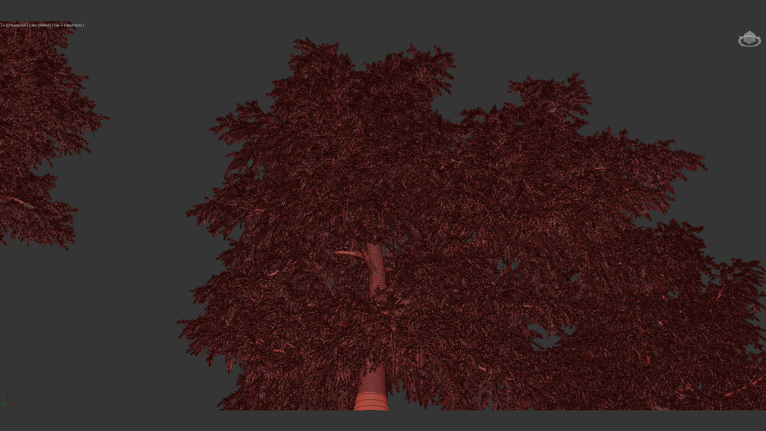 Tsuga canadensis Eastern hemlock 3D model_10