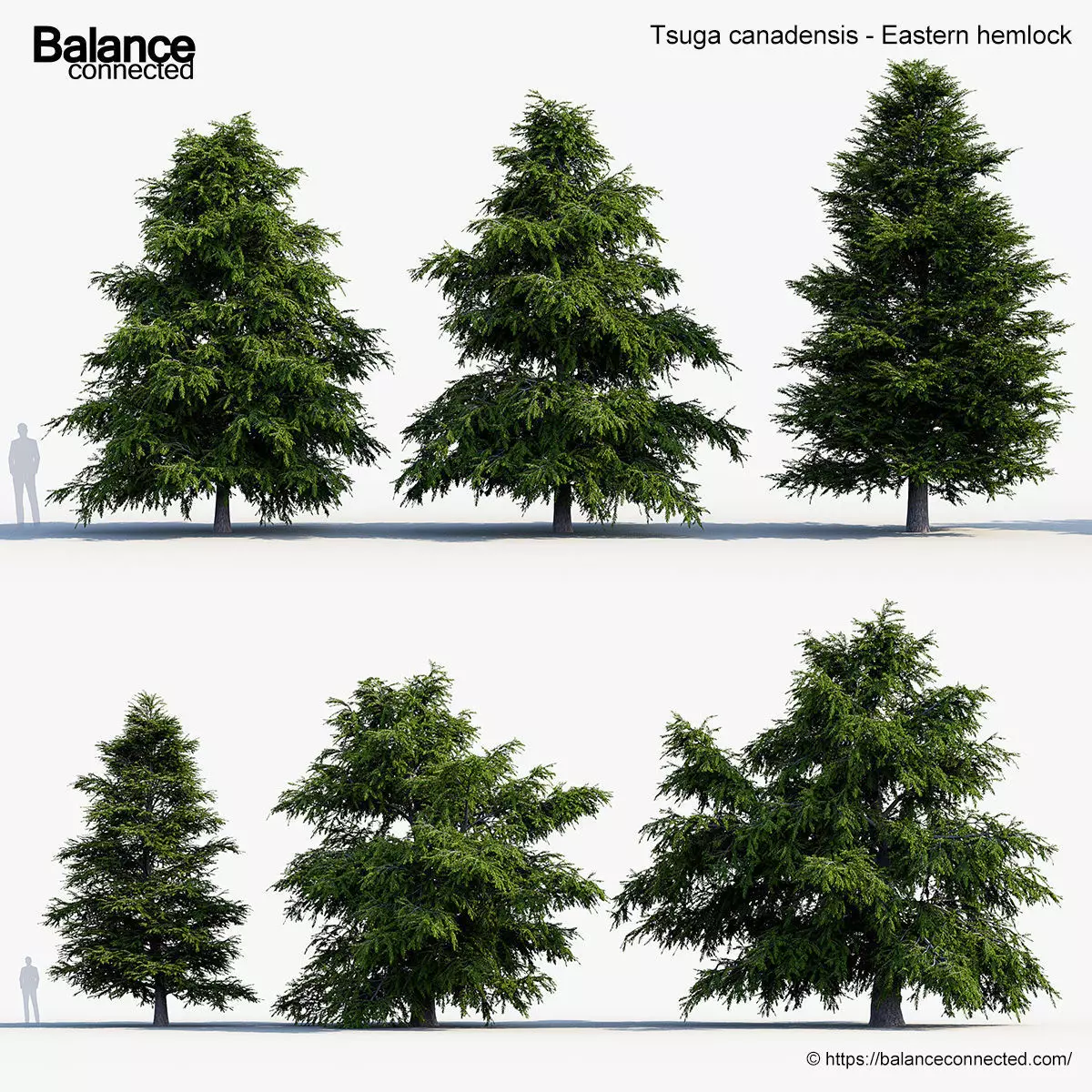 Tsuga canadensis Eastern hemlock 3D model_0