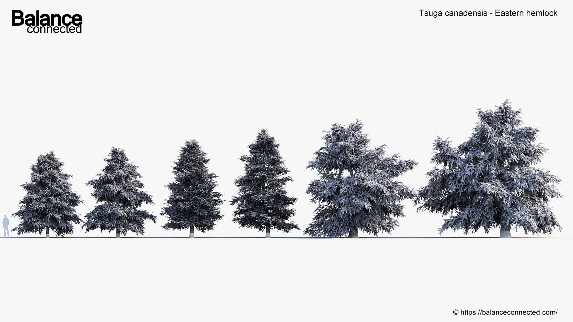 Tsuga canadensis Eastern hemlock 3D model_6