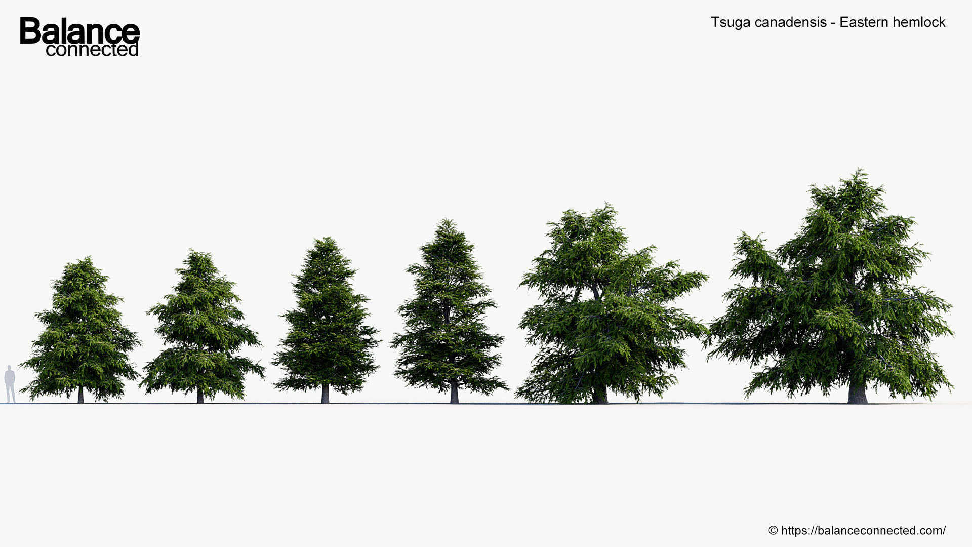 Tsuga canadensis Eastern hemlock 3D model_1