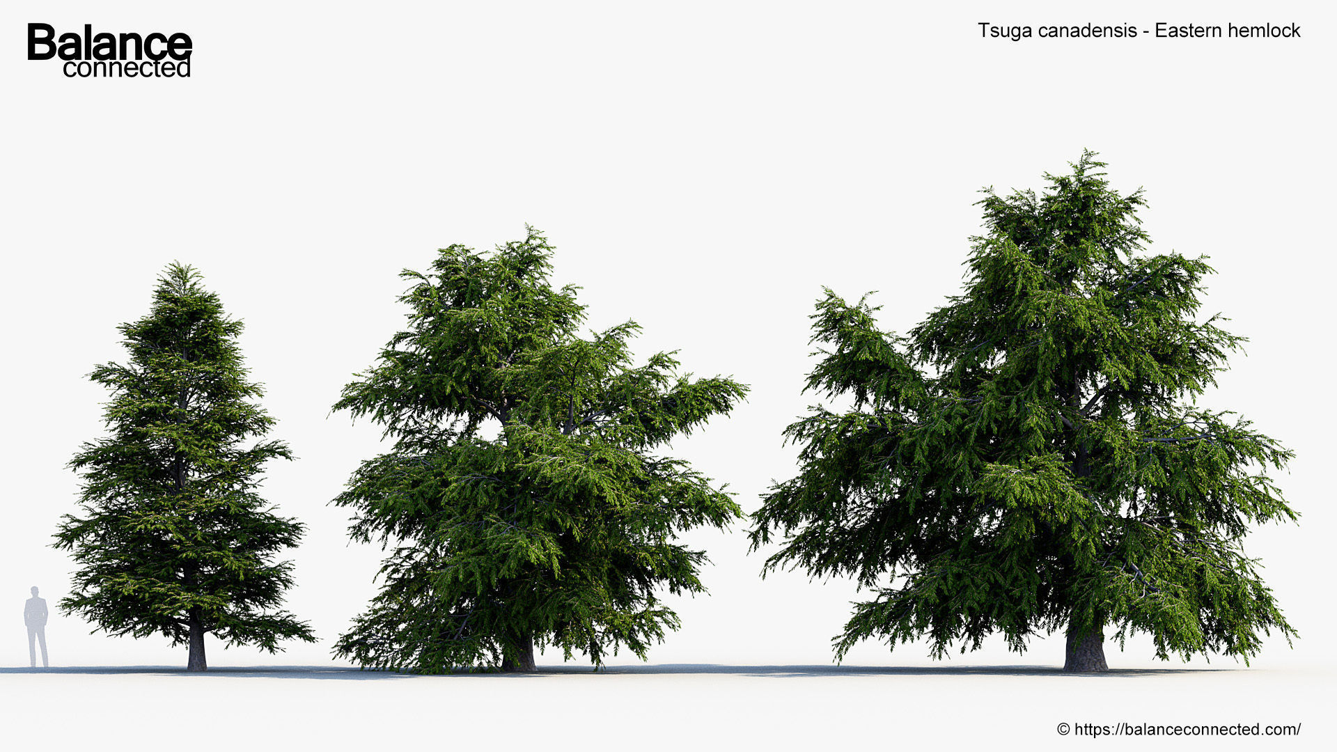 Tsuga canadensis Eastern hemlock 3D model_3