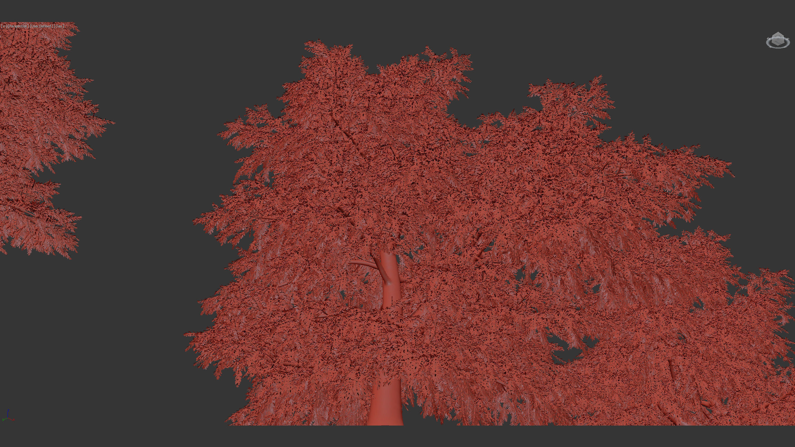 Tsuga canadensis Eastern hemlock 3D model_9
