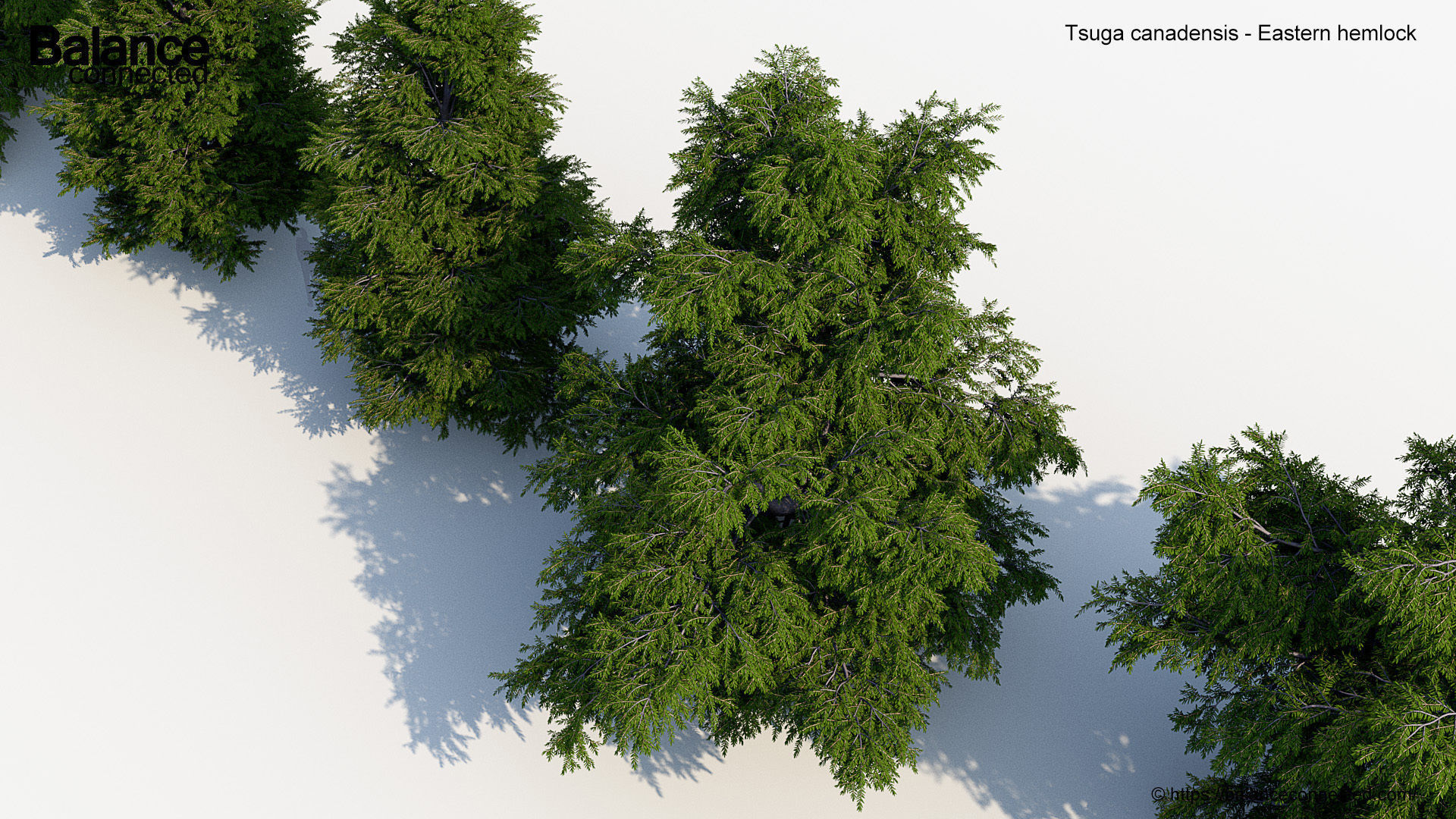 Tsuga canadensis Eastern hemlock 3D model_5