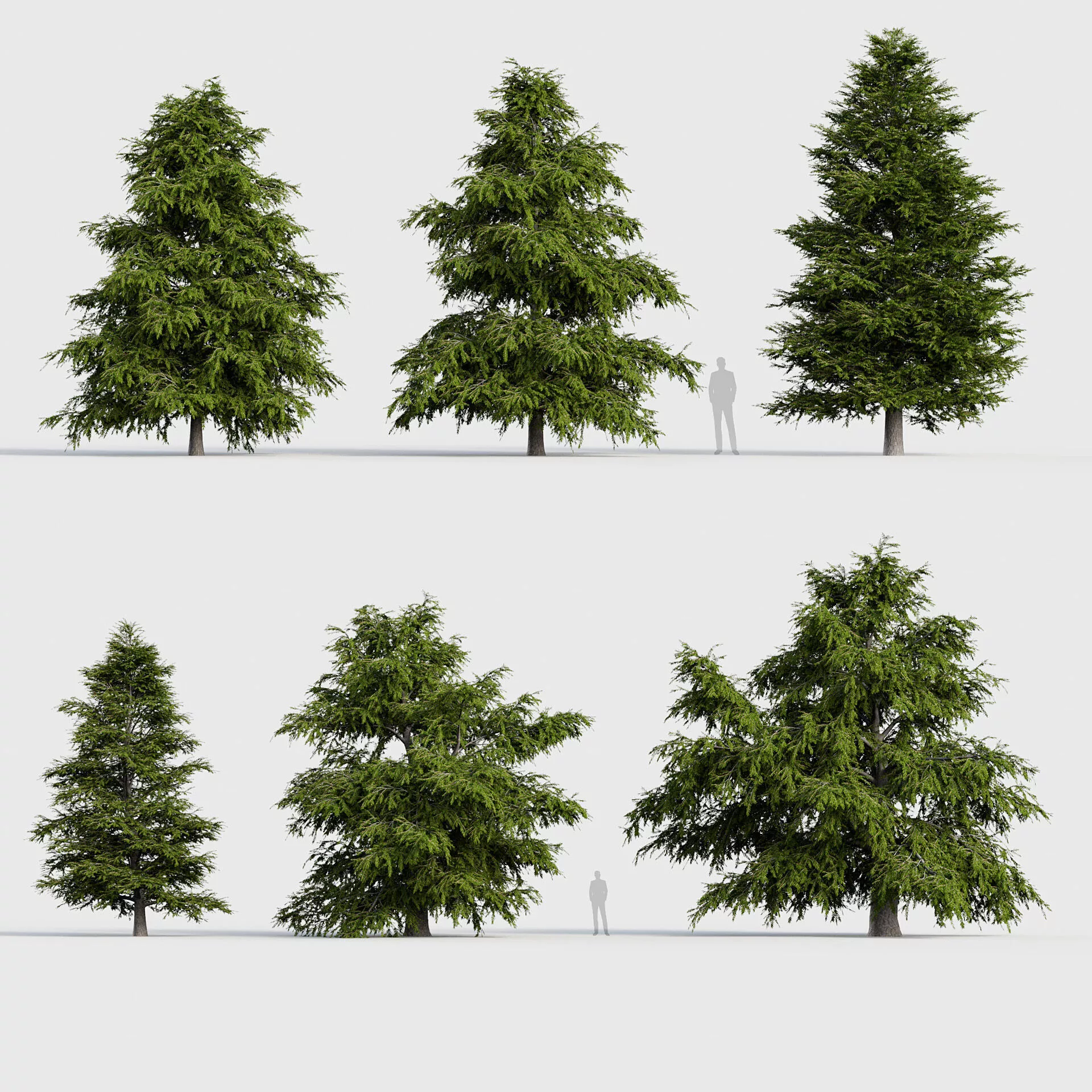 Tsuga canadensis - Eastern hemlock 3D model