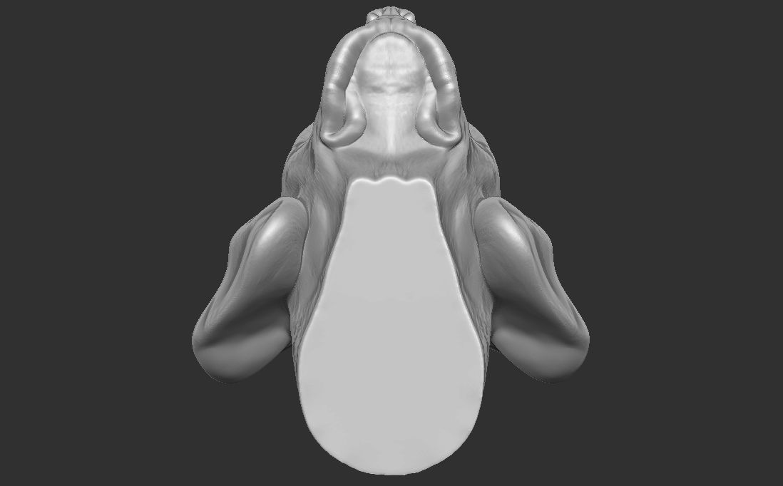 Puppy of Beagle dog head for 3D printing 3D print model_22