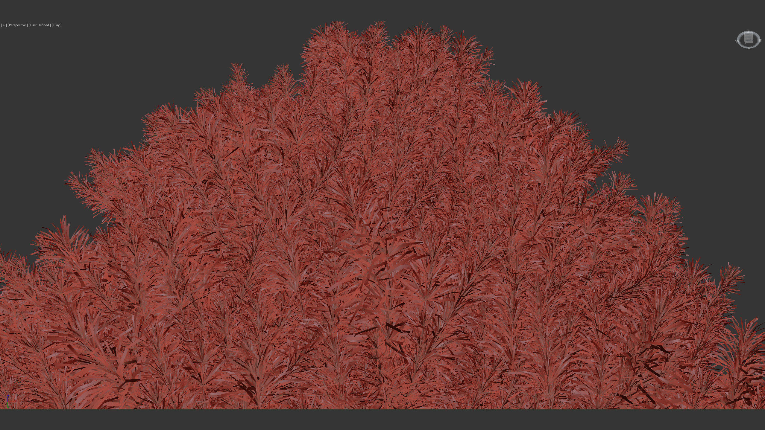 Sciadopitys verticillata Japanese Umbrella Pine 3D model_12