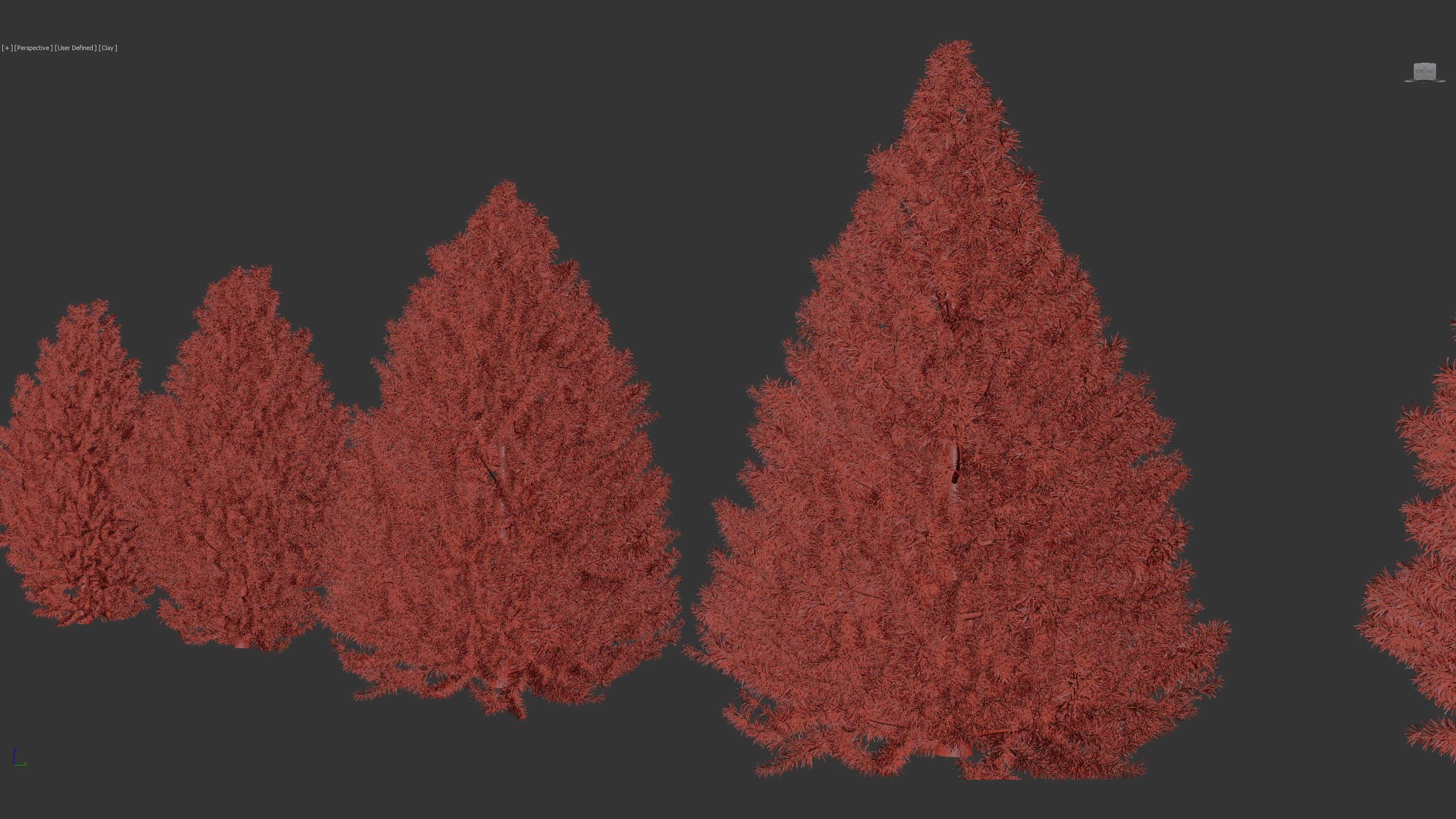 Sciadopitys verticillata Japanese Umbrella Pine 3D model_7