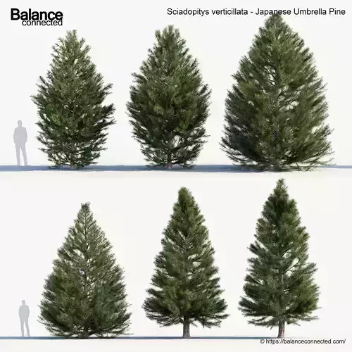 Sciadopitys verticillata Japanese Umbrella Pine