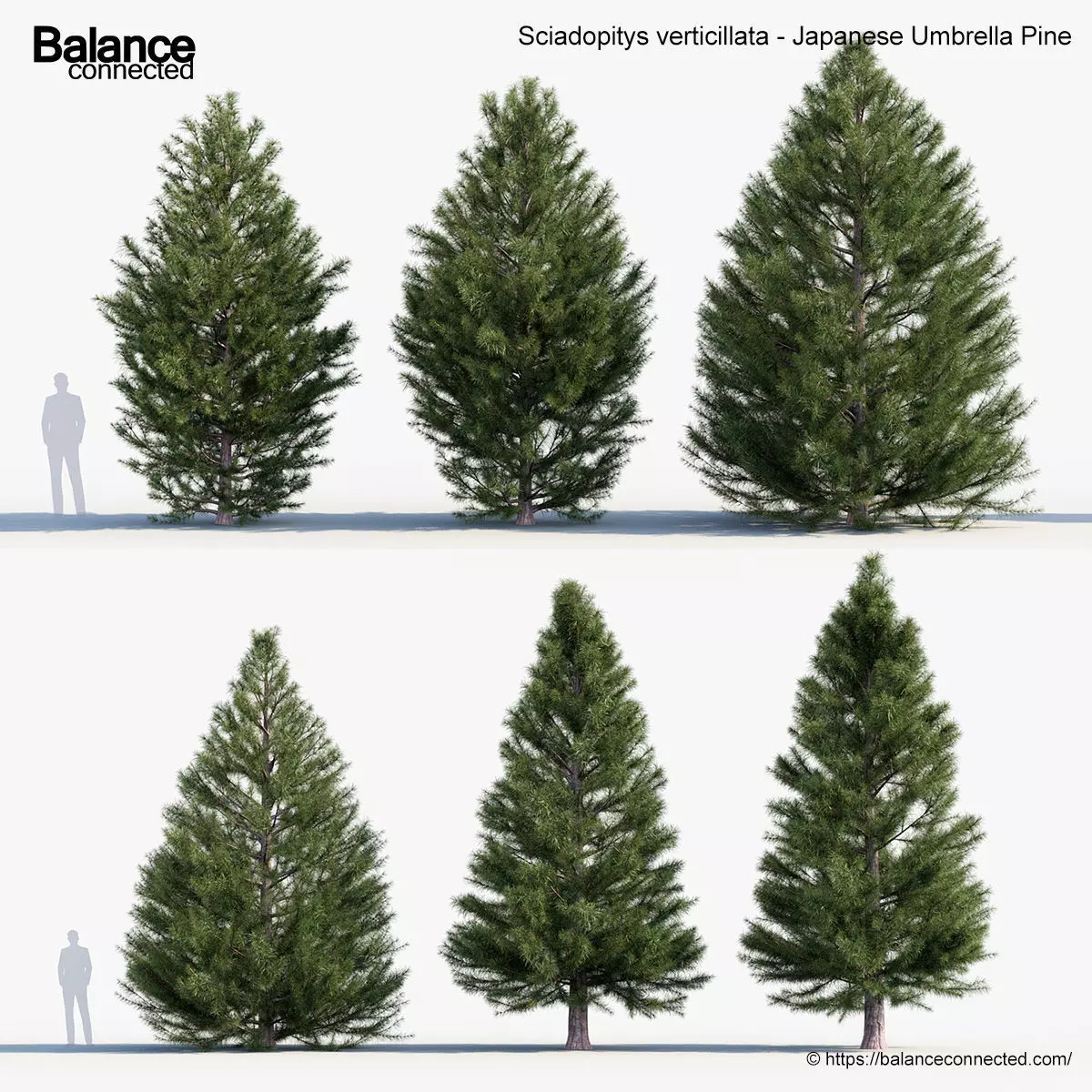 Sciadopitys verticillata Japanese Umbrella Pine 3D model_0