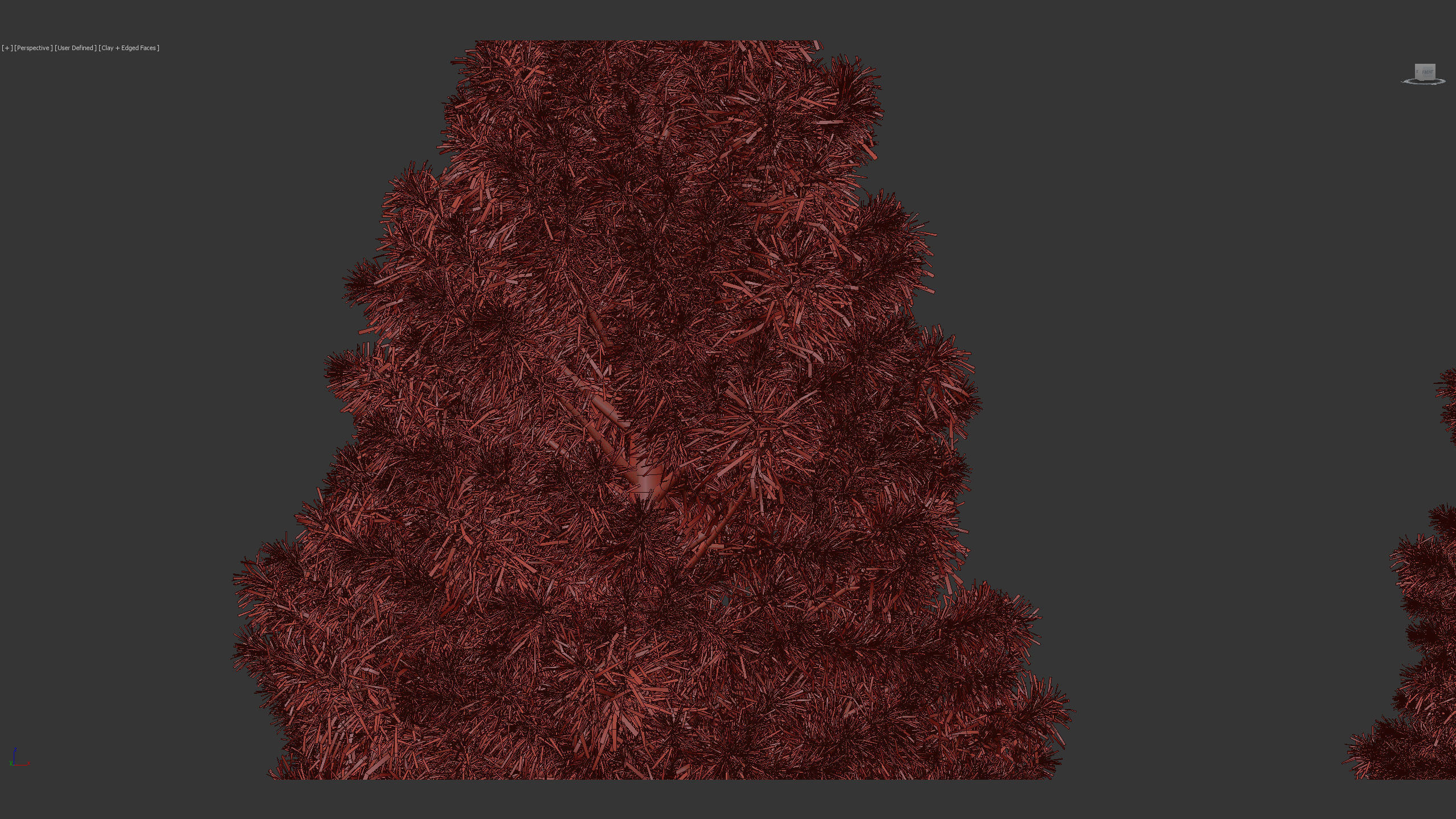 Sciadopitys verticillata Japanese Umbrella Pine 3D model_10