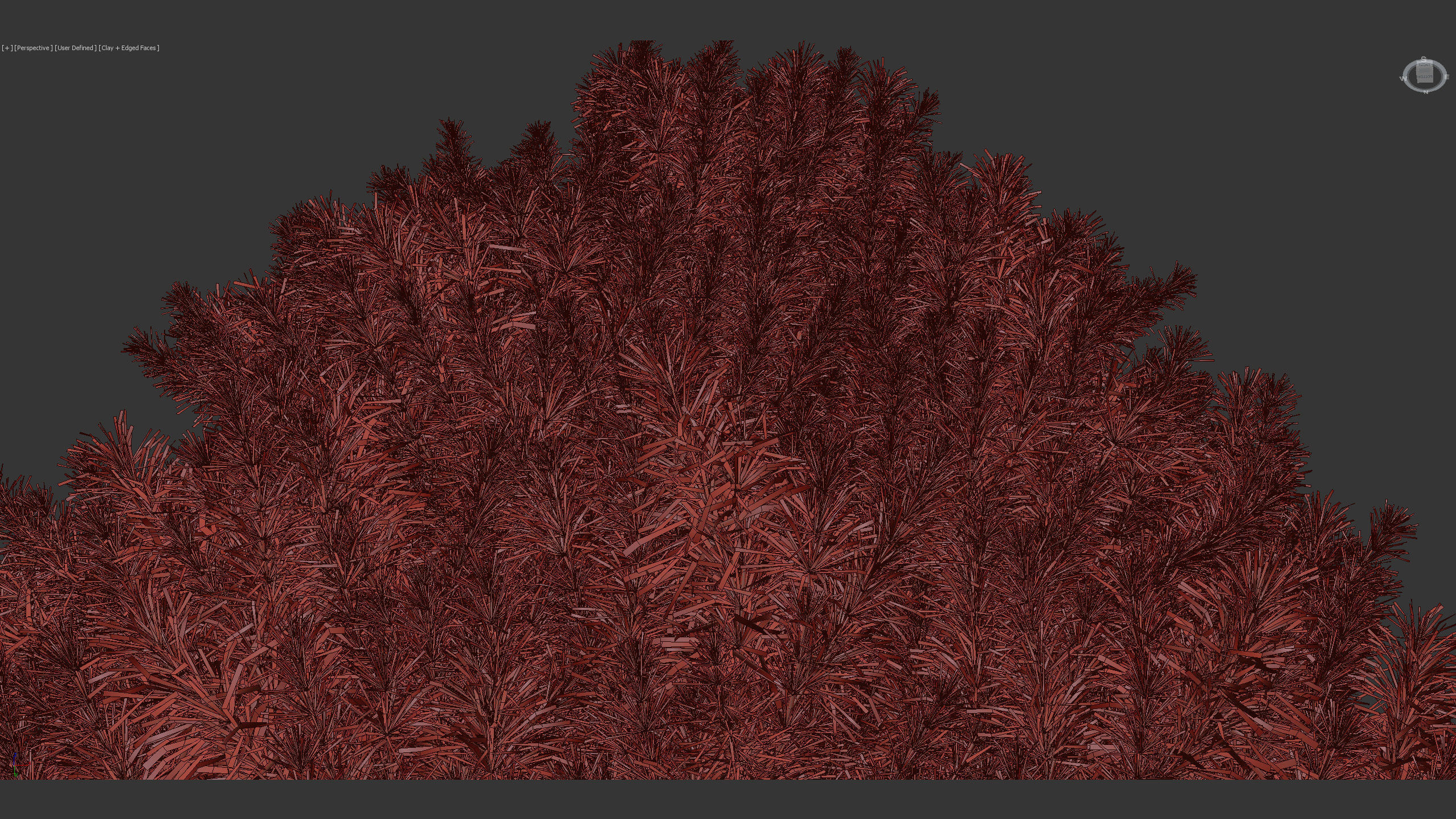 Sciadopitys verticillata Japanese Umbrella Pine 3D model_11