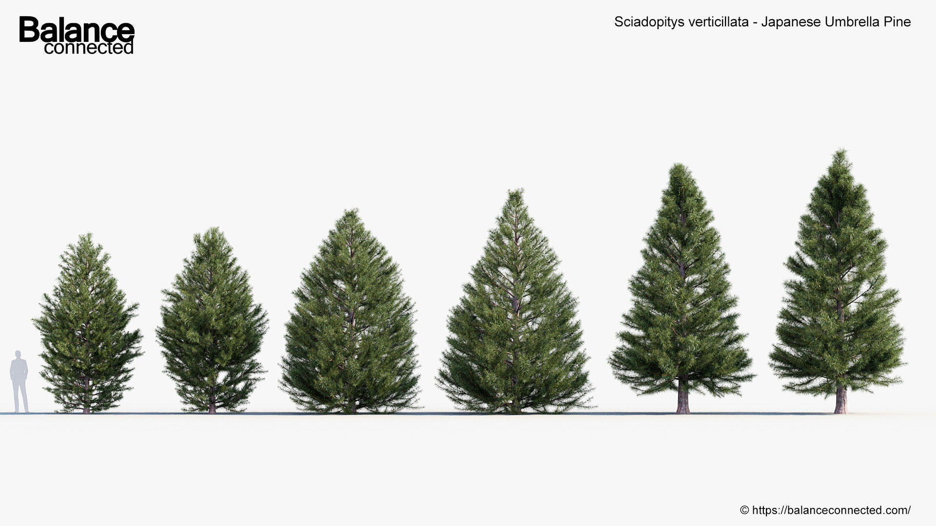 Sciadopitys verticillata Japanese Umbrella Pine 3D model_1