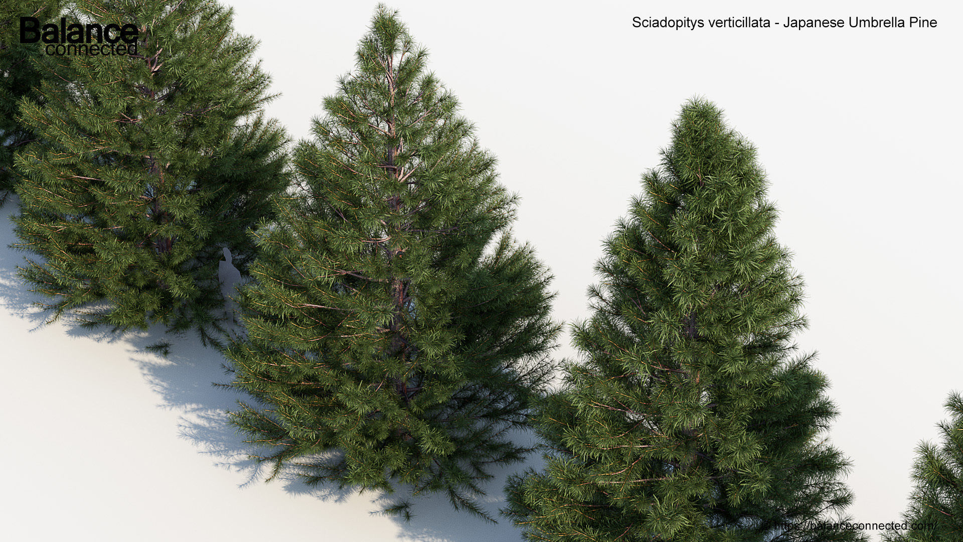 Sciadopitys verticillata Japanese Umbrella Pine 3D model_4