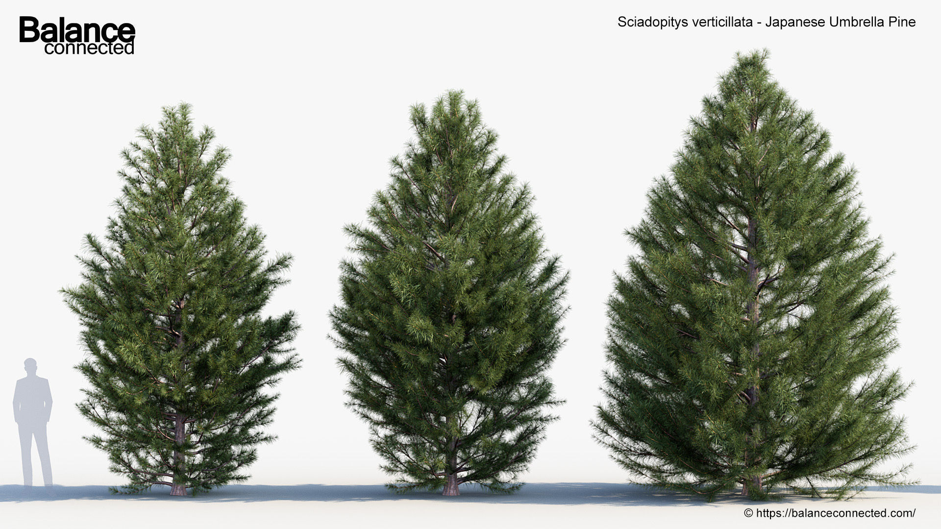 Sciadopitys verticillata Japanese Umbrella Pine 3D model_2