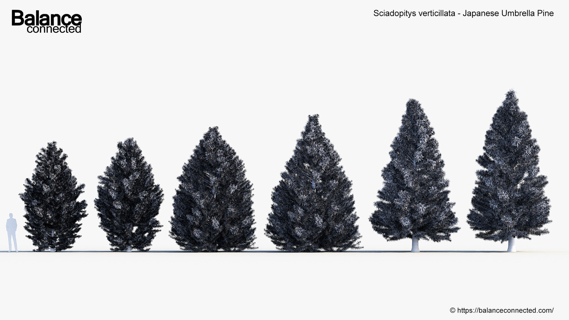 Sciadopitys verticillata Japanese Umbrella Pine 3D model_6