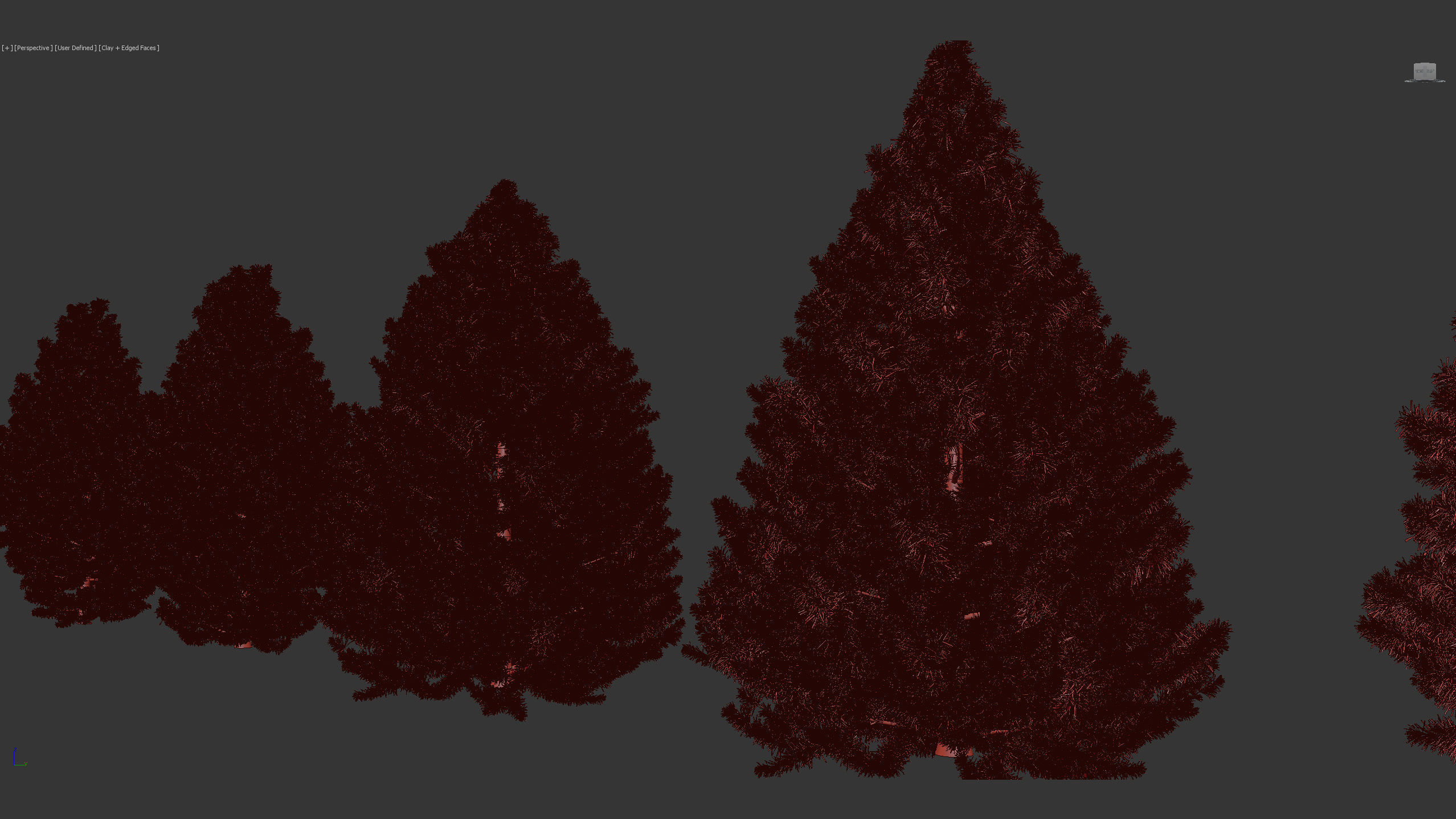 Sciadopitys verticillata Japanese Umbrella Pine 3D model_8