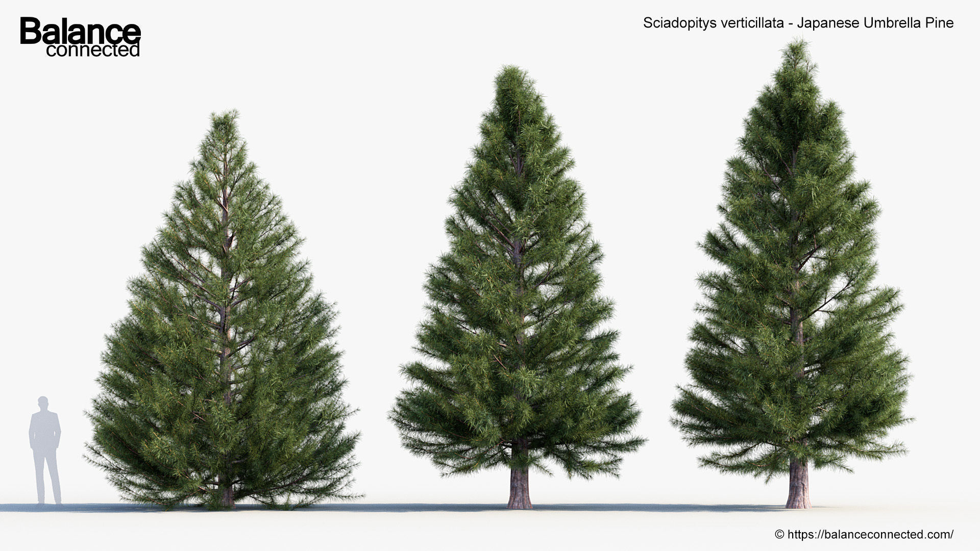 Sciadopitys verticillata Japanese Umbrella Pine 3D model_3