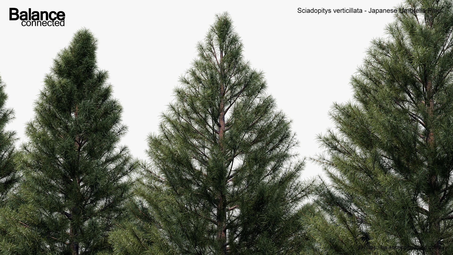 Sciadopitys verticillata Japanese Umbrella Pine 3D model_5