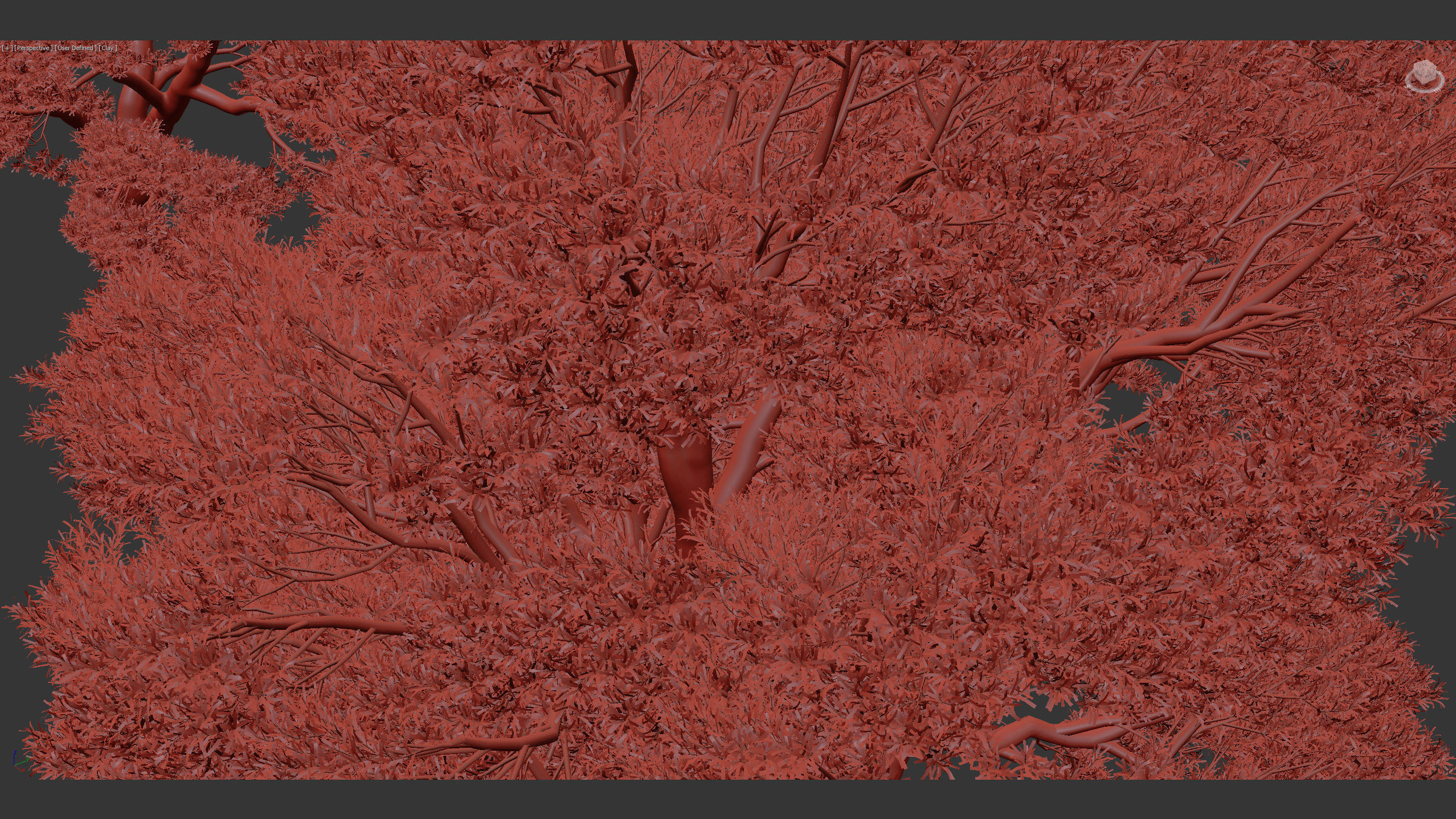 Podocarpus totara Evergreen tree 3D model_11