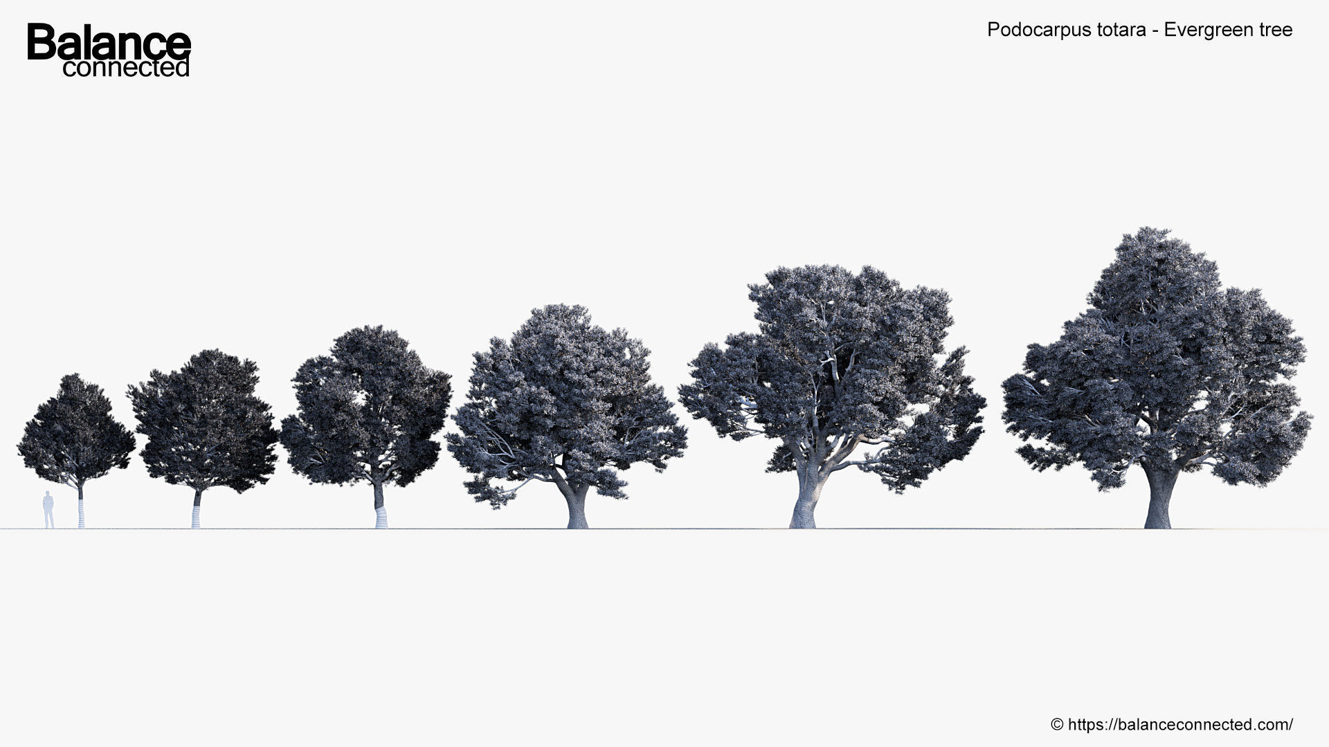 Podocarpus totara Evergreen tree 3D model_6