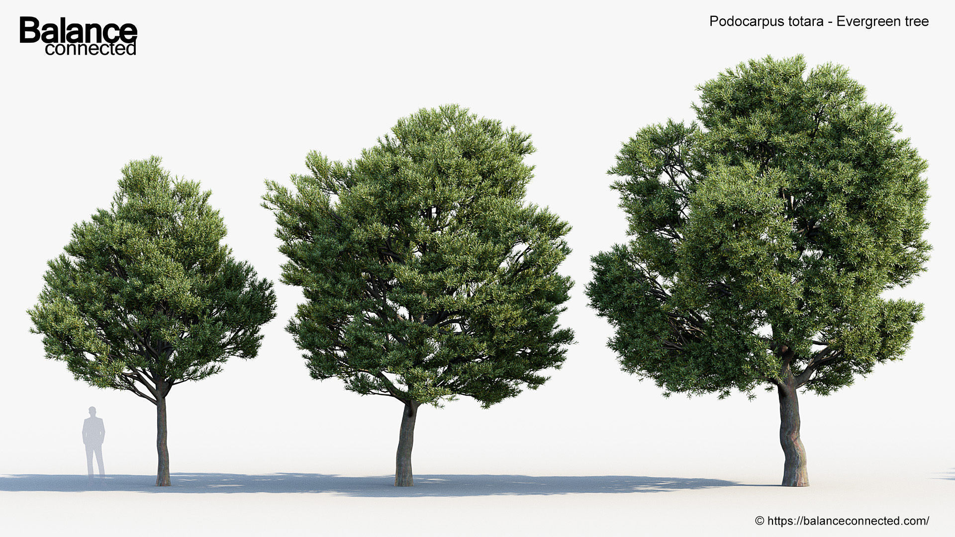 Podocarpus totara Evergreen tree 3D model_2