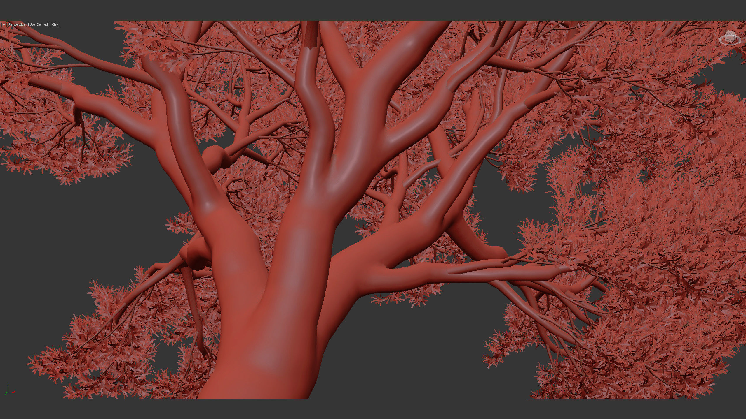 Podocarpus totara Evergreen tree 3D model_9