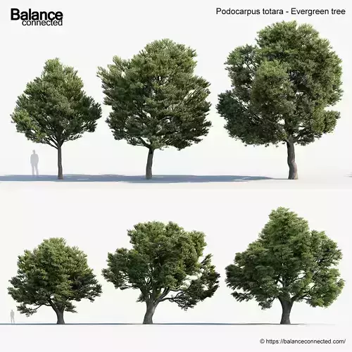 Podocarpus totara Evergreen tree