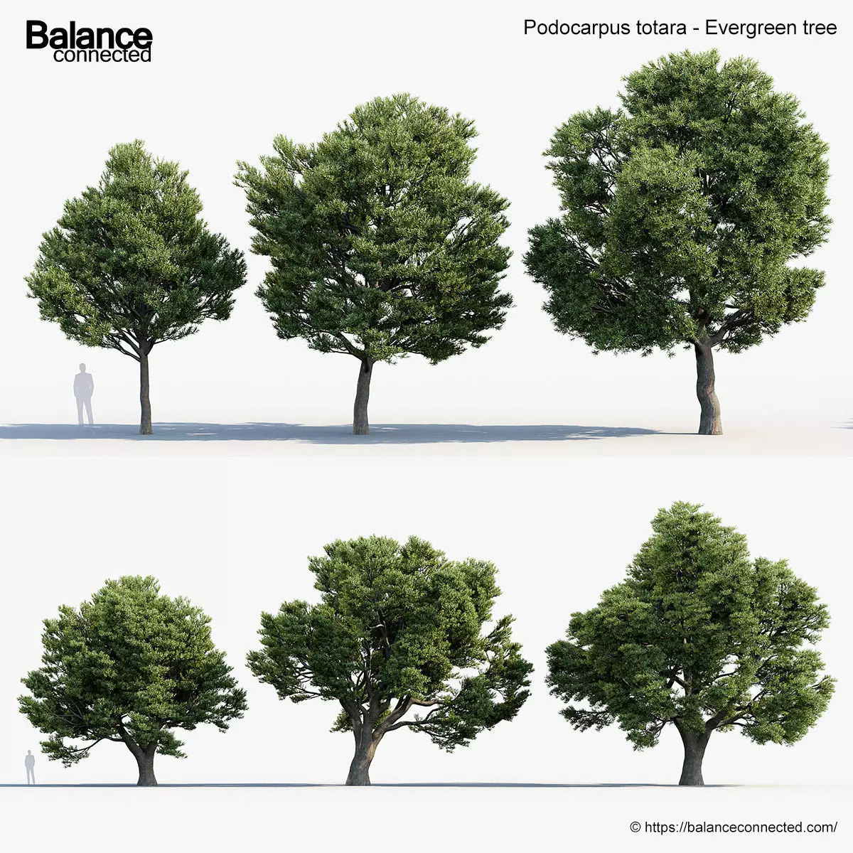 Podocarpus totara Evergreen tree 3D model_0