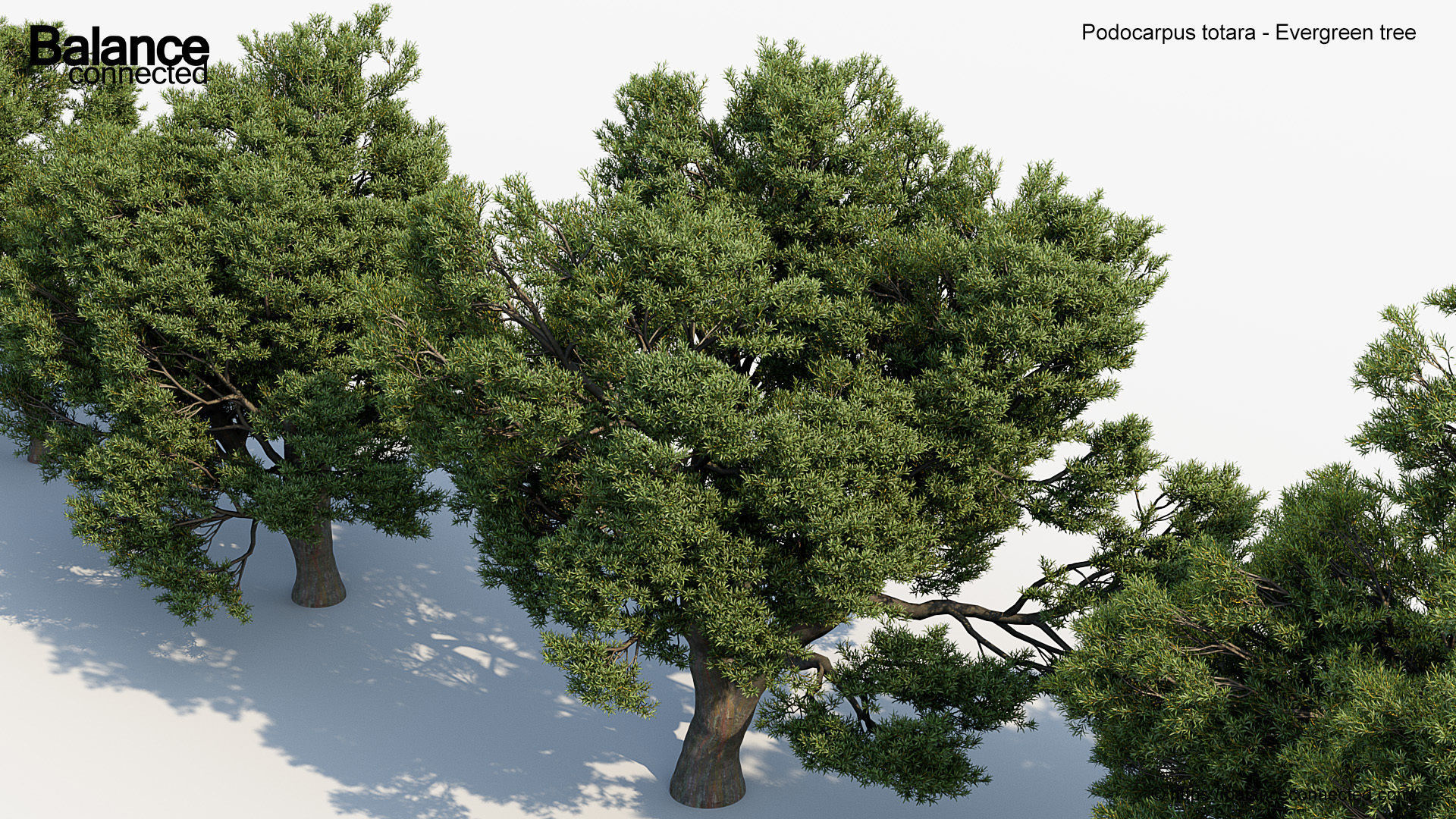 Podocarpus totara Evergreen tree 3D model_5