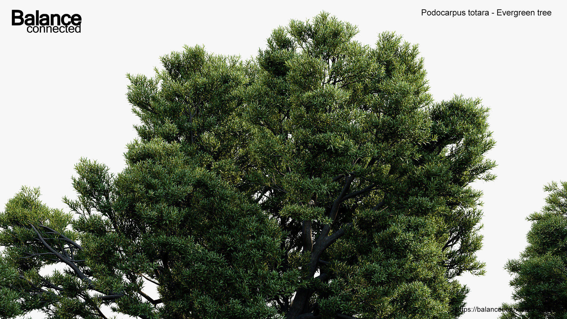 Podocarpus totara Evergreen tree 3D model_4