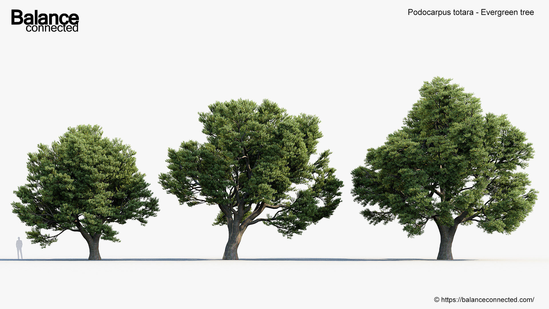 Podocarpus totara Evergreen tree 3D model_3