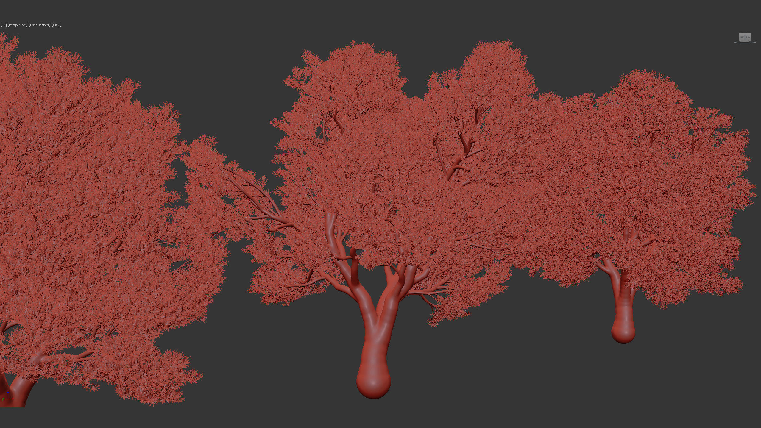 Podocarpus totara Evergreen tree 3D model_7