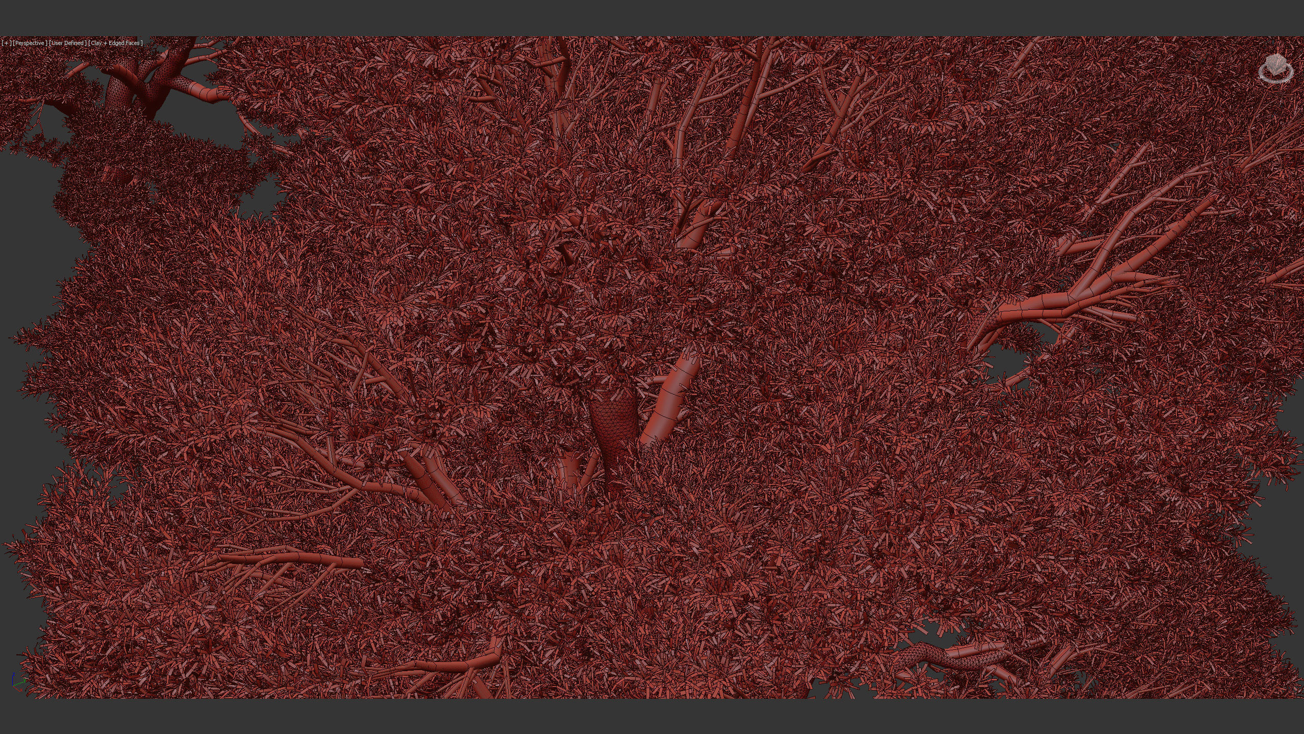 Podocarpus totara Evergreen tree 3D model_12