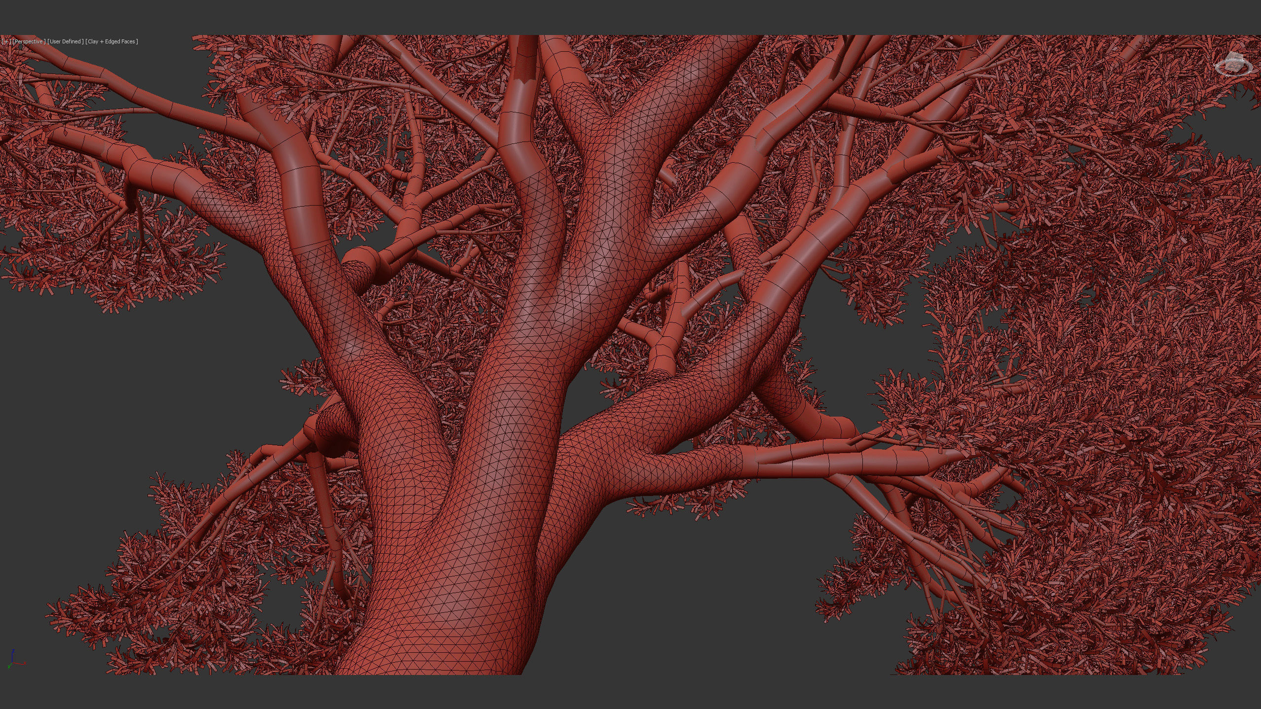 Podocarpus totara Evergreen tree 3D model_10