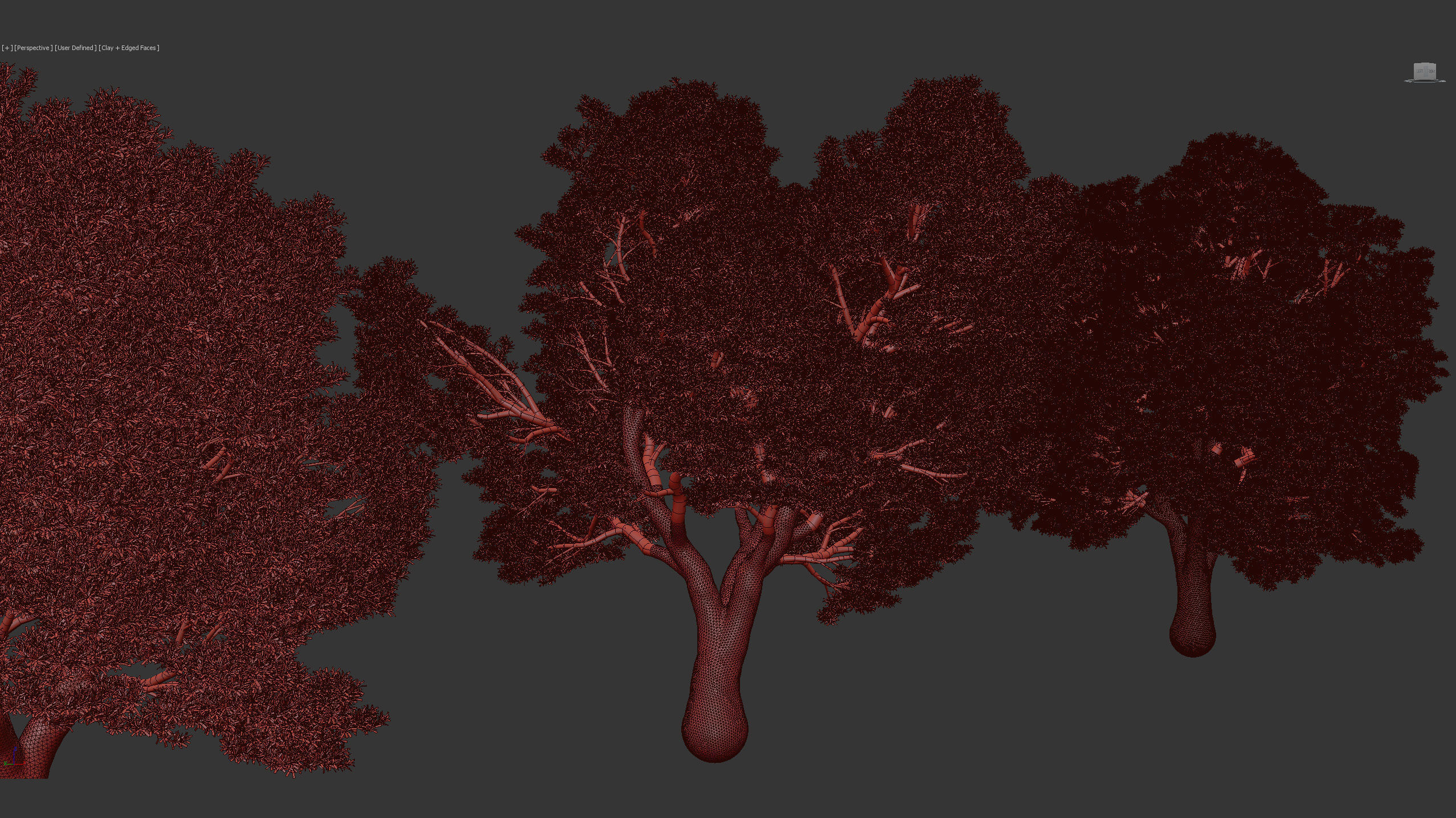 Podocarpus totara Evergreen tree 3D model_8