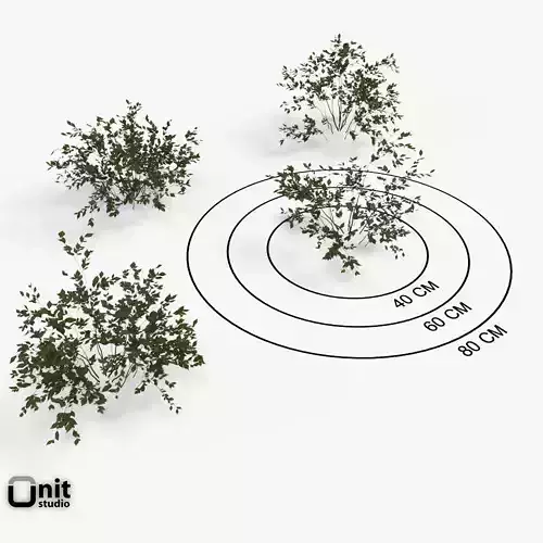 Bushes Collection - Set plant