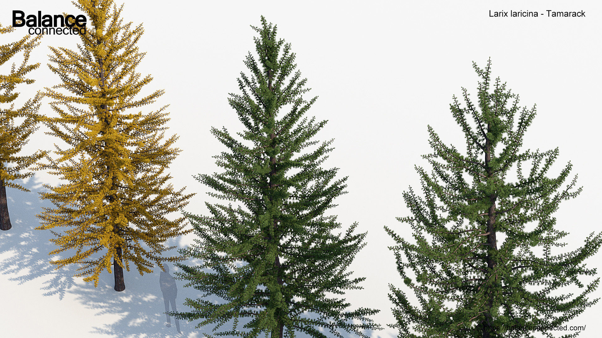 Larix laricina Tamarack 3D model_4