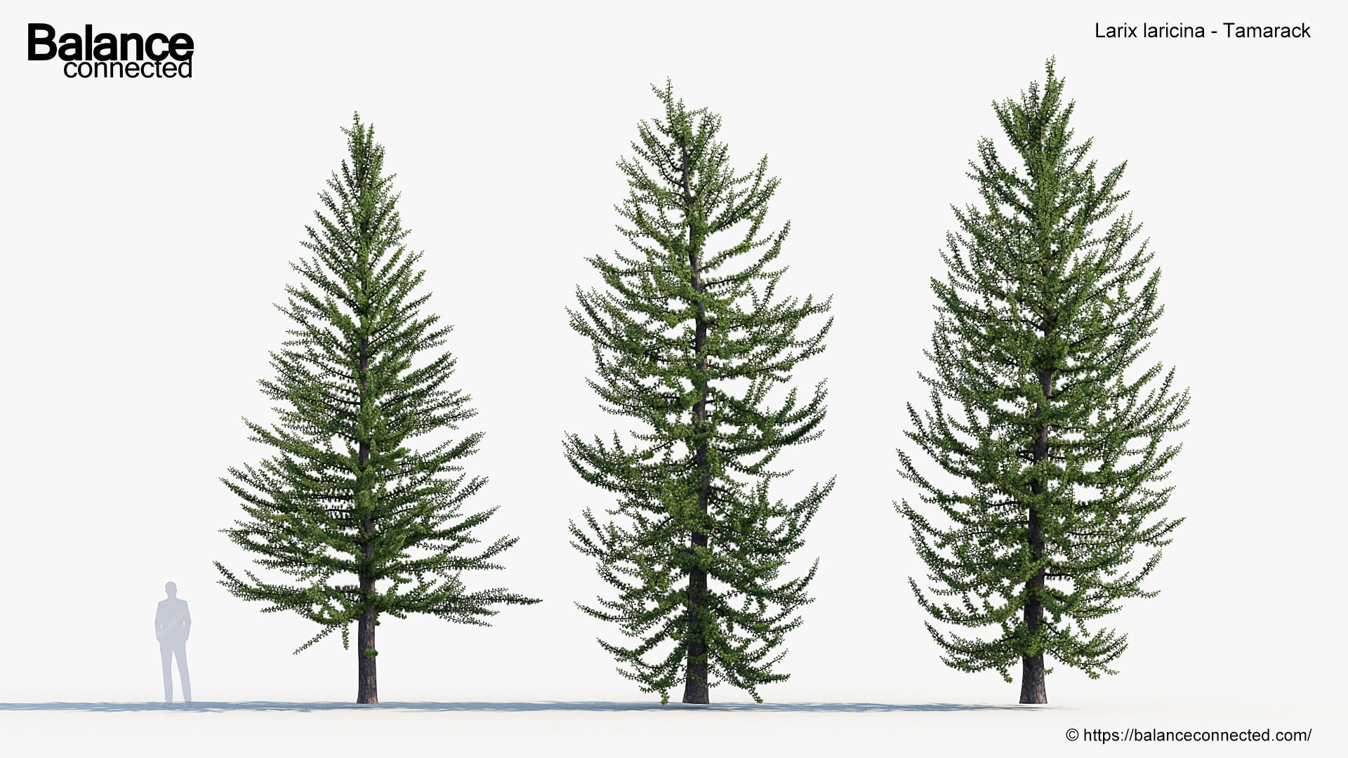 Larix laricina Tamarack 3D model_3