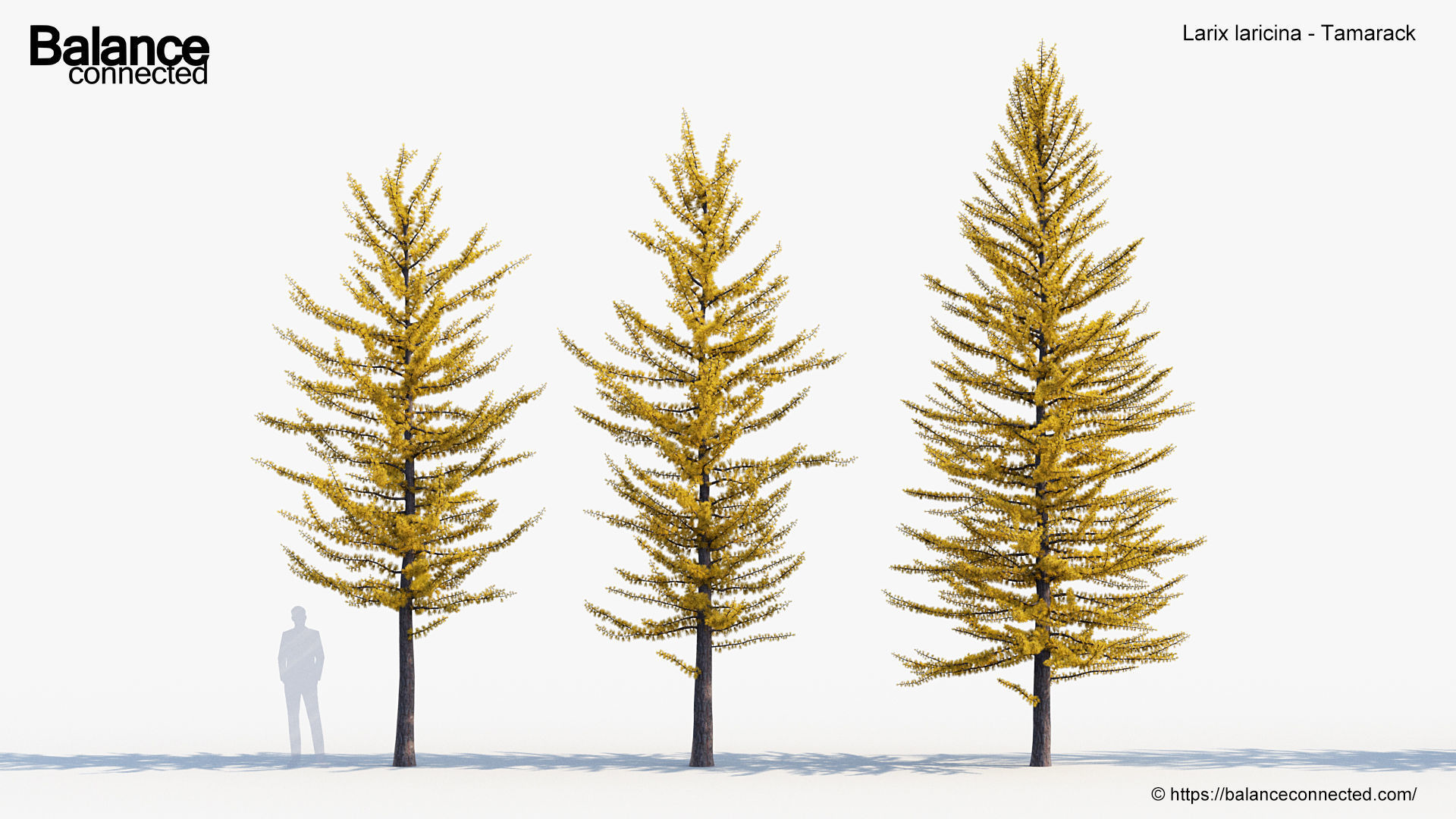 Larix laricina Tamarack 3D model_2