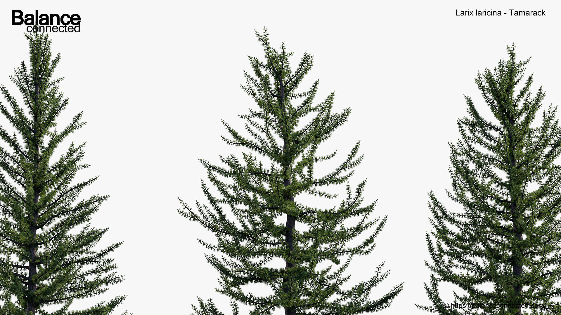 Larix laricina Tamarack 3D model_5
