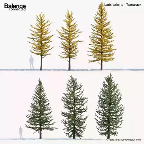 Larix laricina Tamarack 