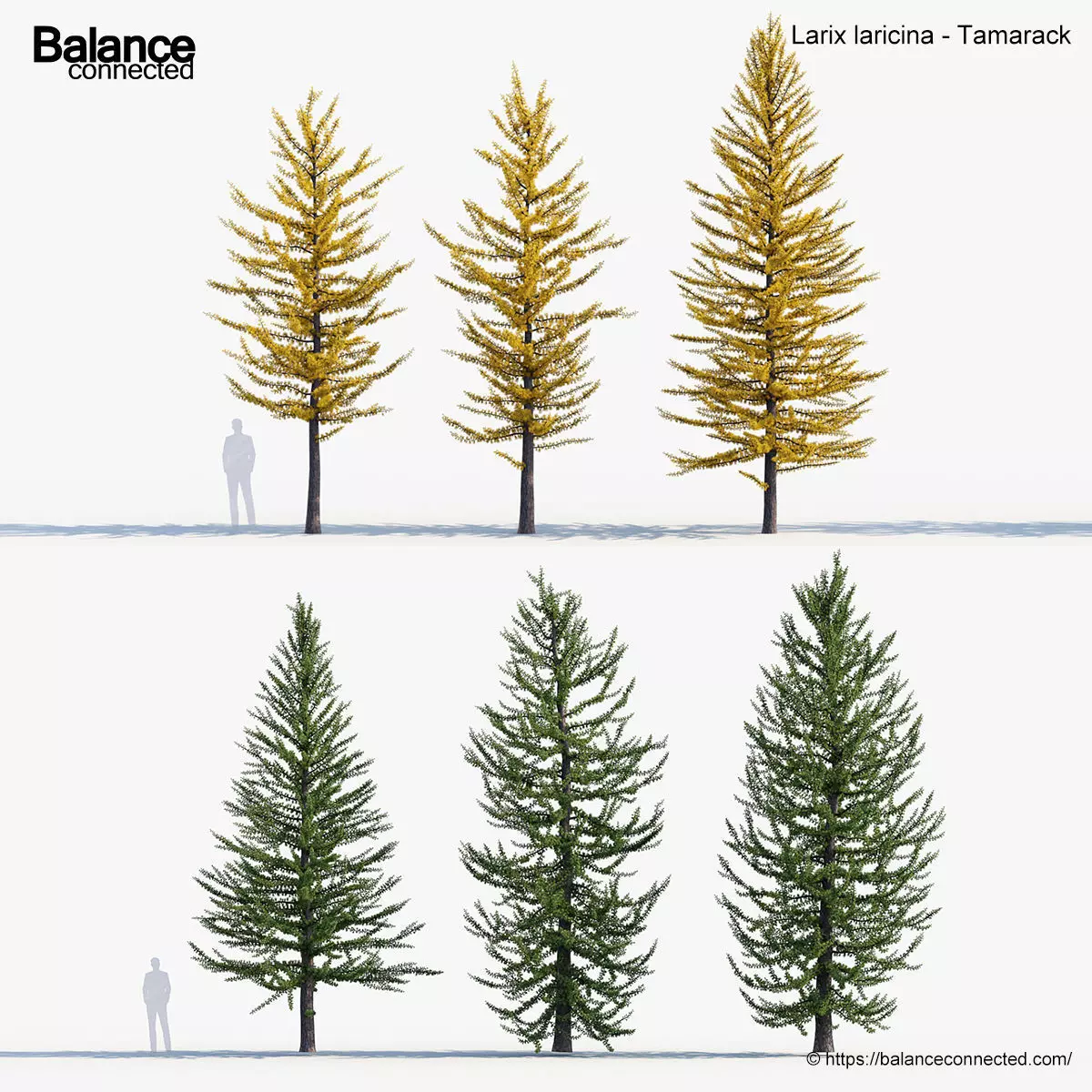 Larix laricina Tamarack 3D model_0