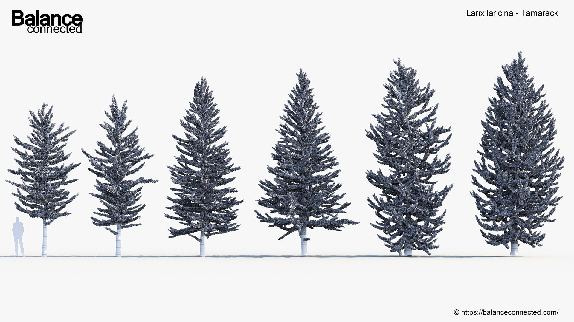 Larix laricina Tamarack 3D model_6