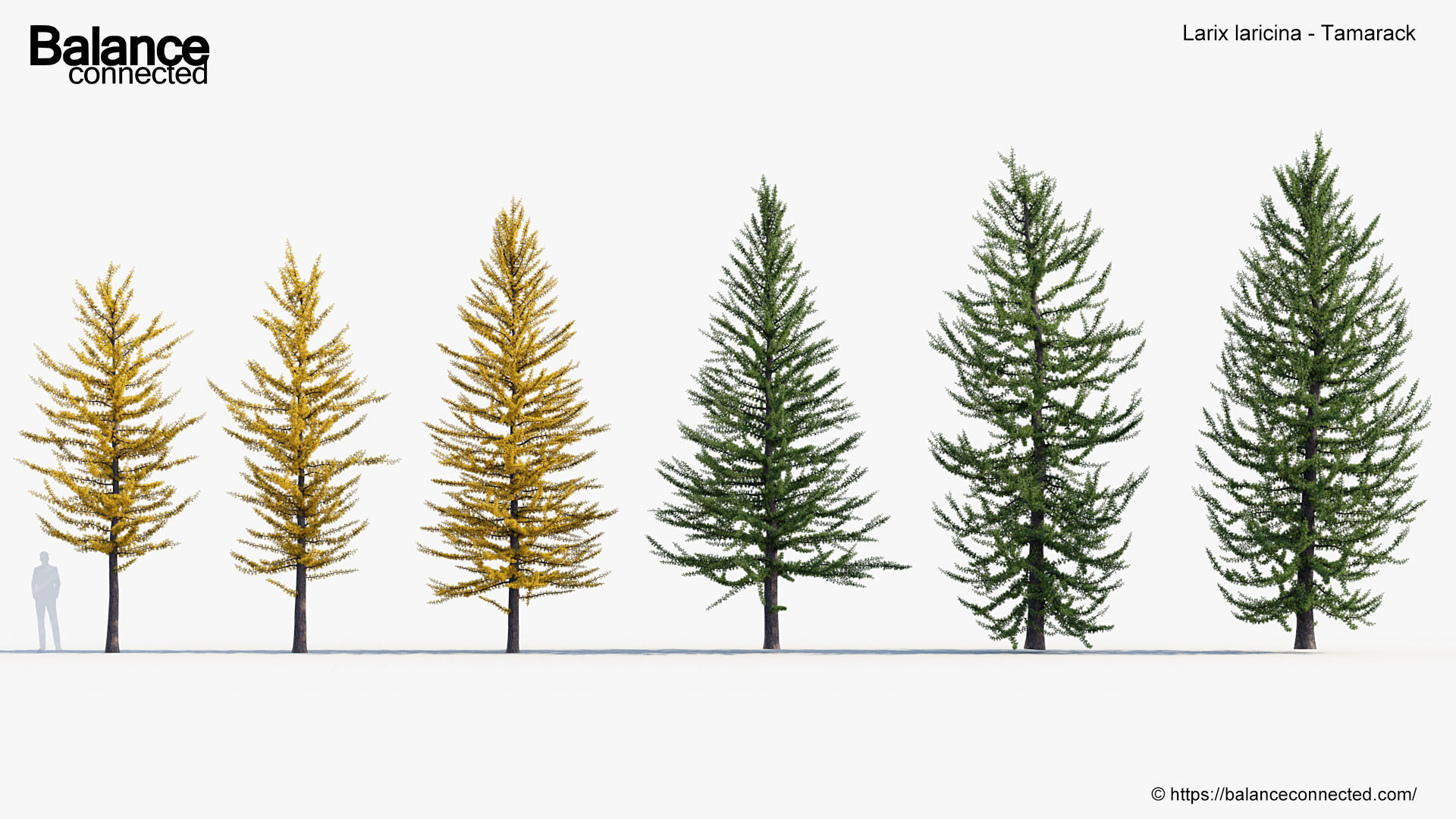 Larix laricina Tamarack 3D model_1
