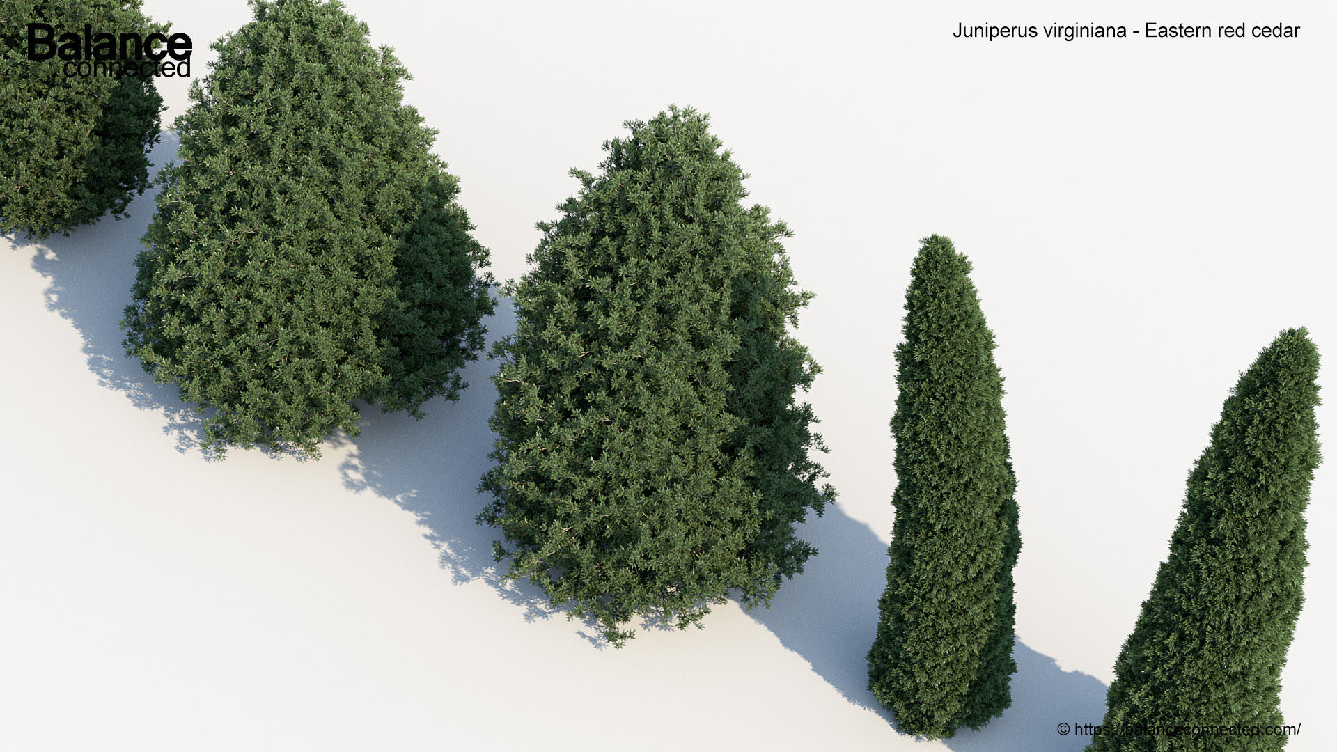 Juniperus virginiana Eastern red cedar 3D model_4