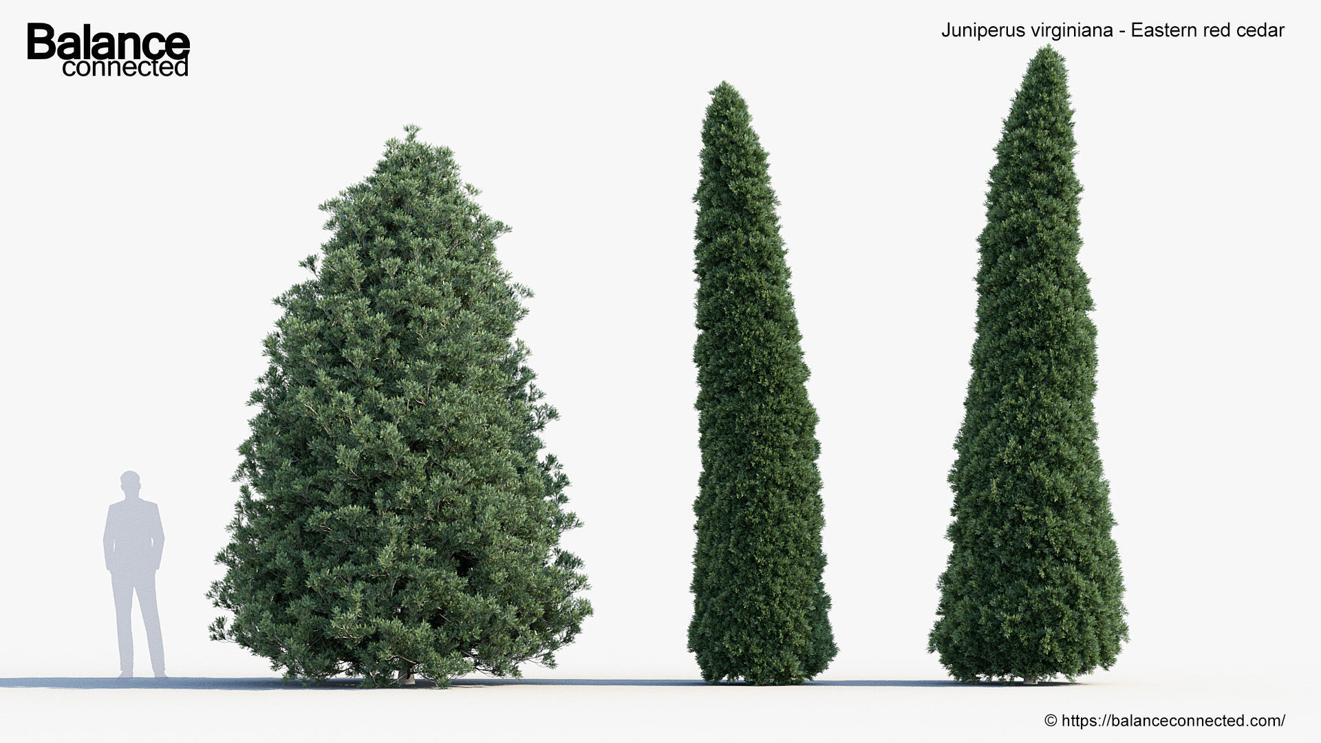 Juniperus virginiana Eastern red cedar 3D model_3