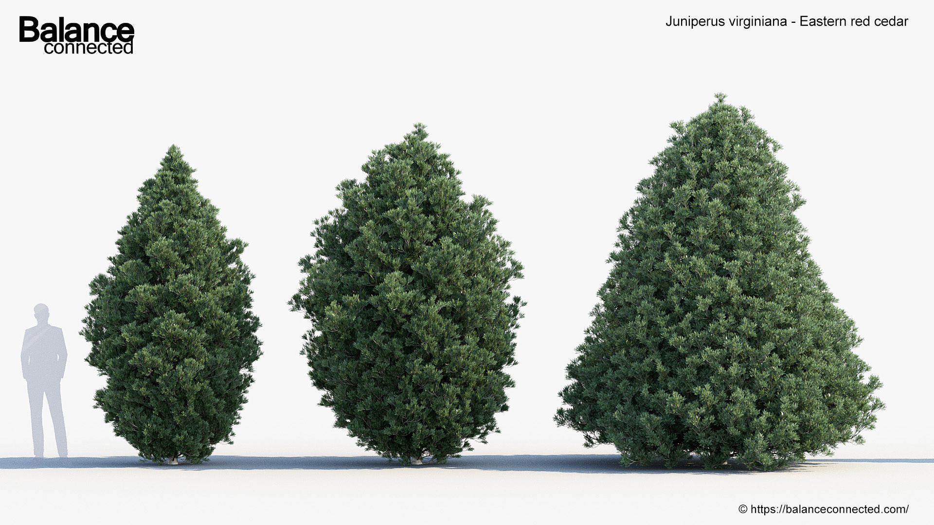 Juniperus virginiana Eastern red cedar 3D model_2