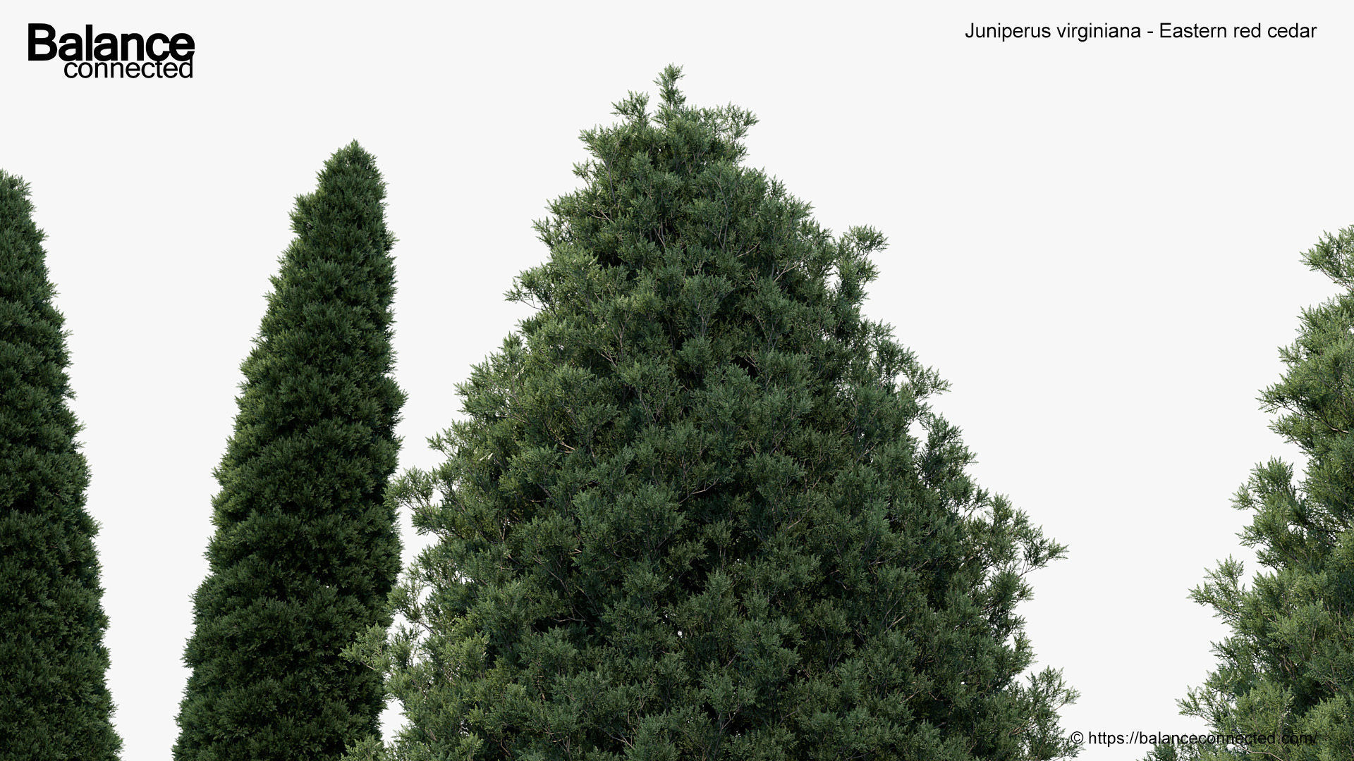 Juniperus virginiana Eastern red cedar 3D model_5
