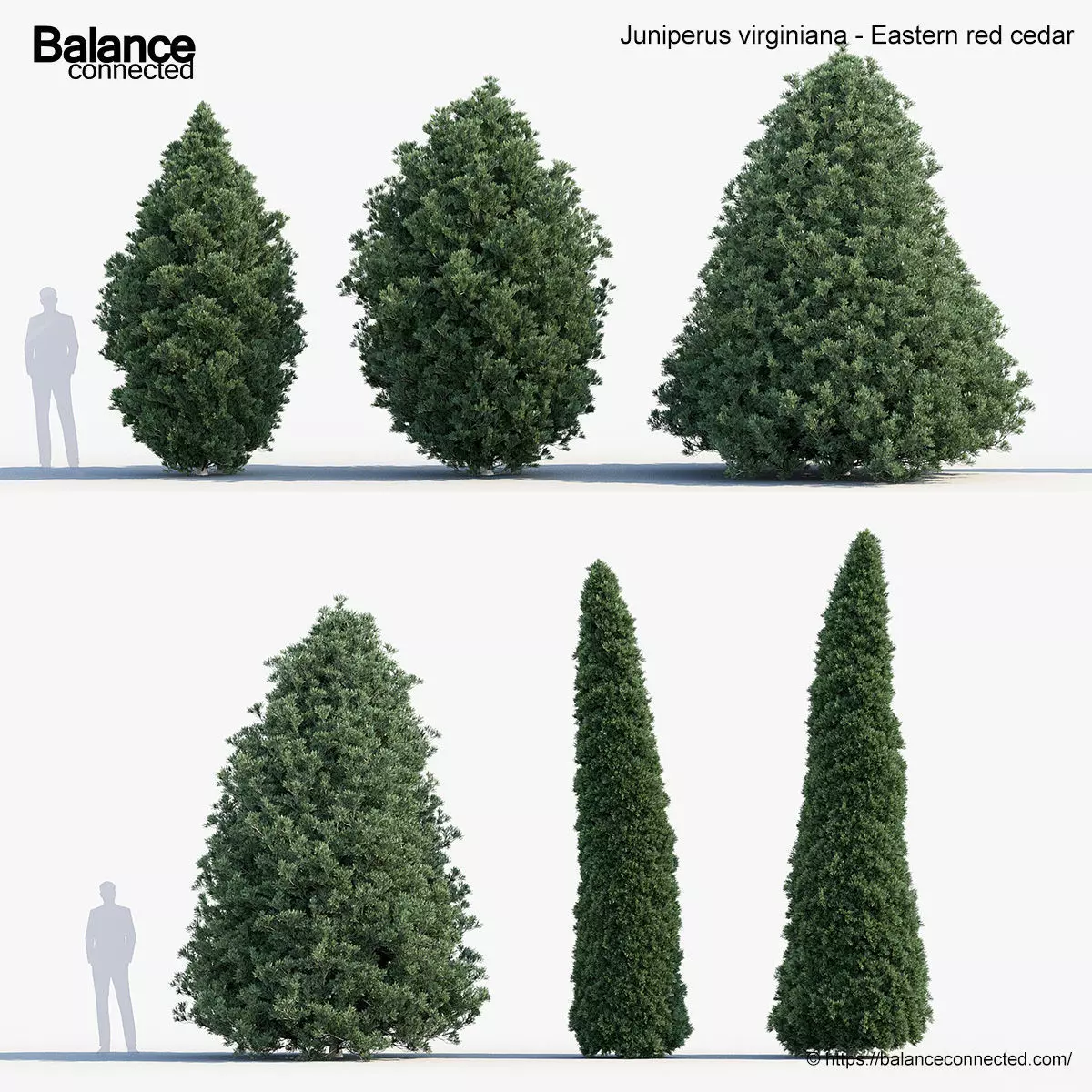 Juniperus virginiana Eastern red cedar 3D model_0